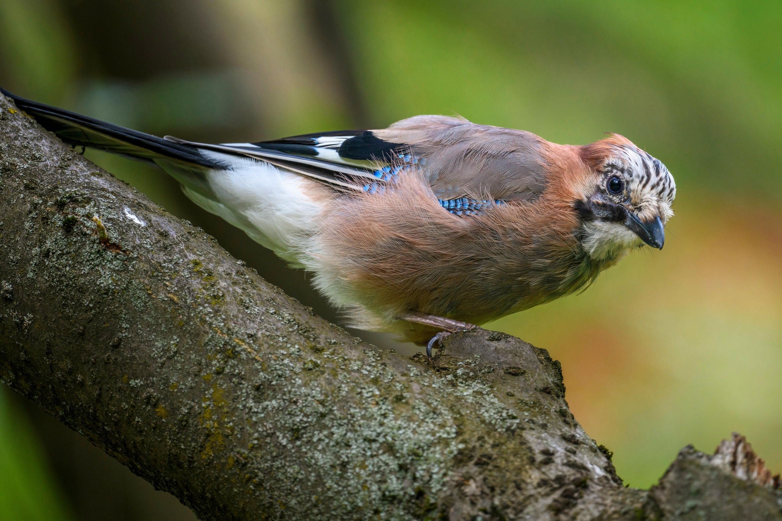 ГБС, Москва. Фотограф Сергей Пупонин