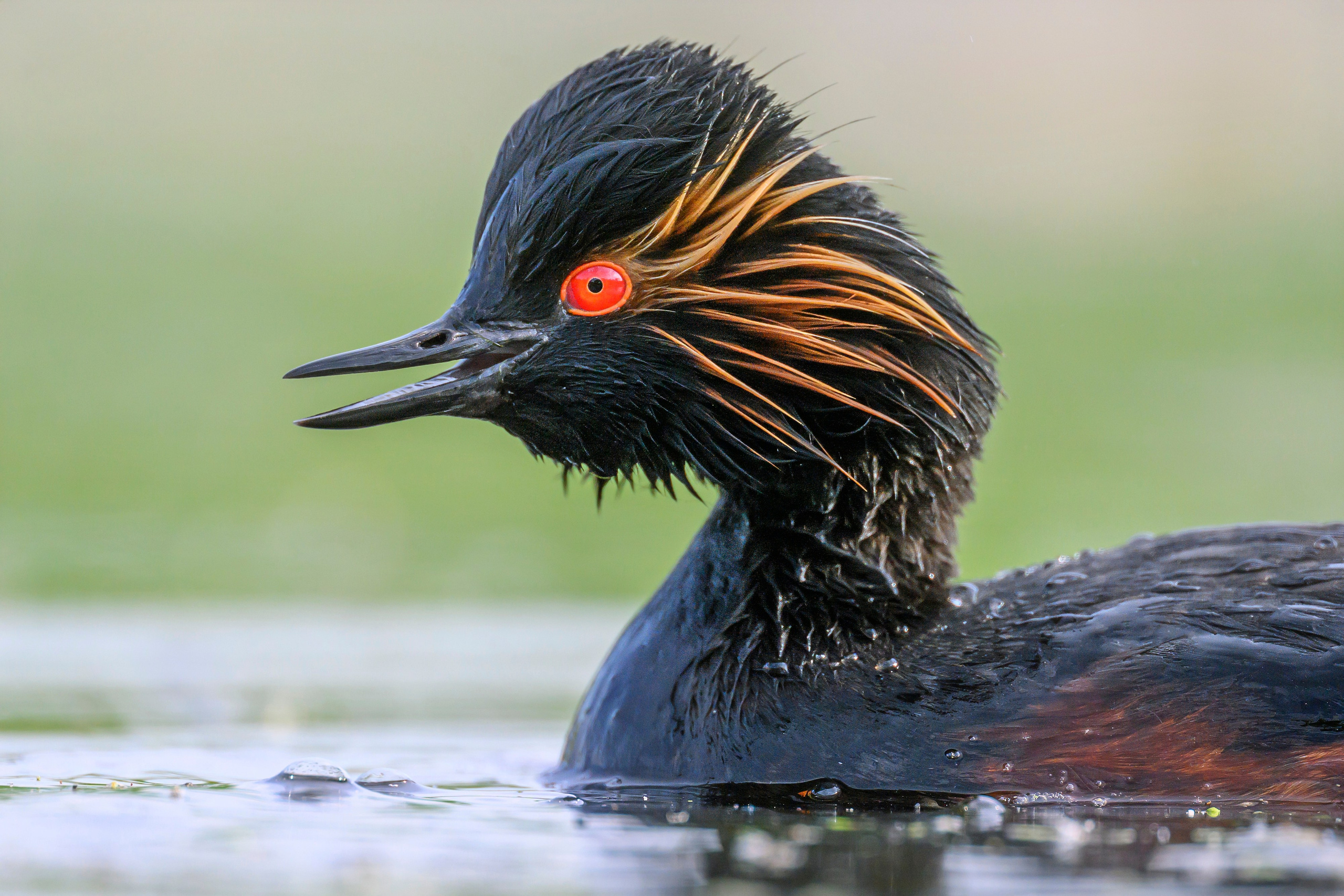 Черношейная поганка. Wildlife photography by Sergey Puponin