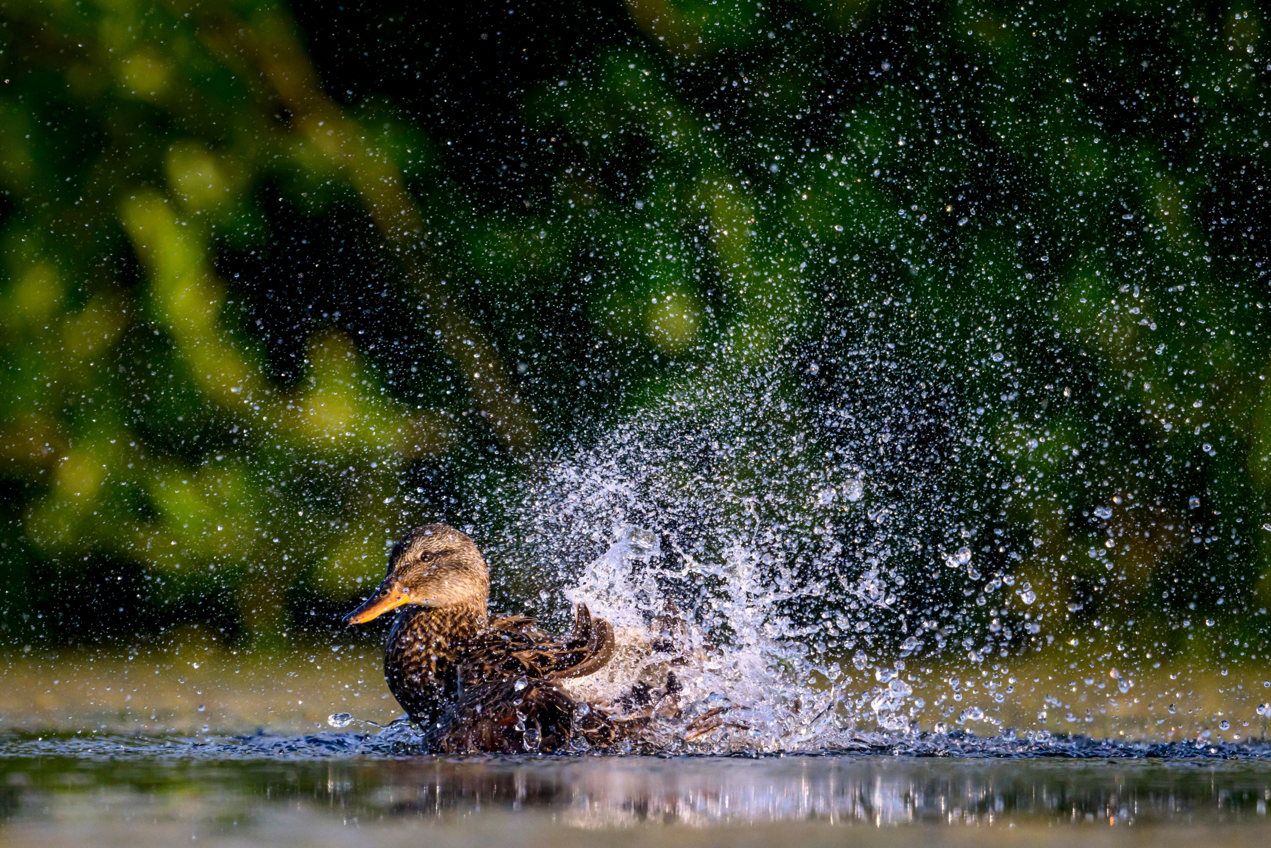 Серая утка. Фотограф Сергей Пупонин