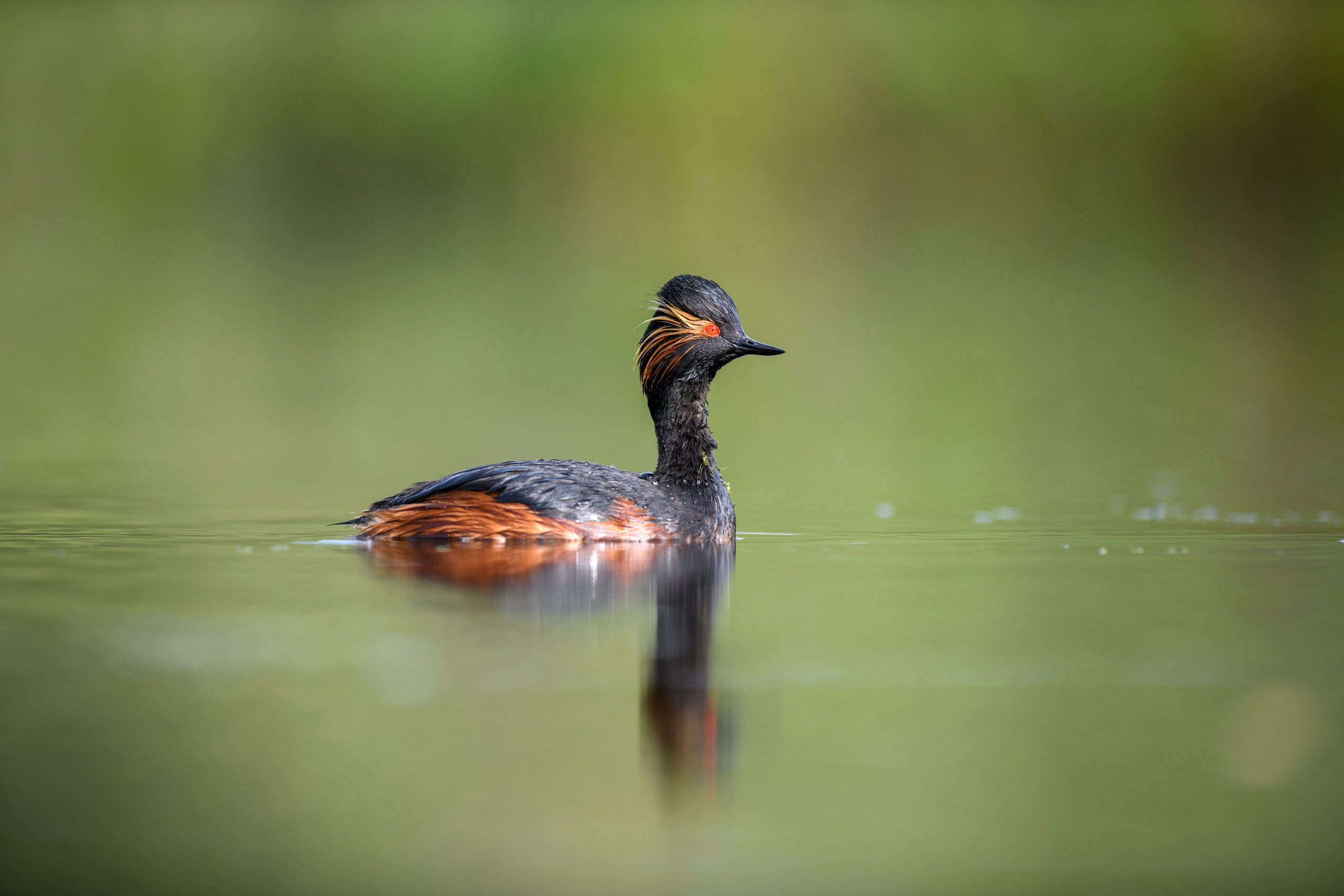 Черношейная поганка. Wildlife photography by Sergey Puponin
