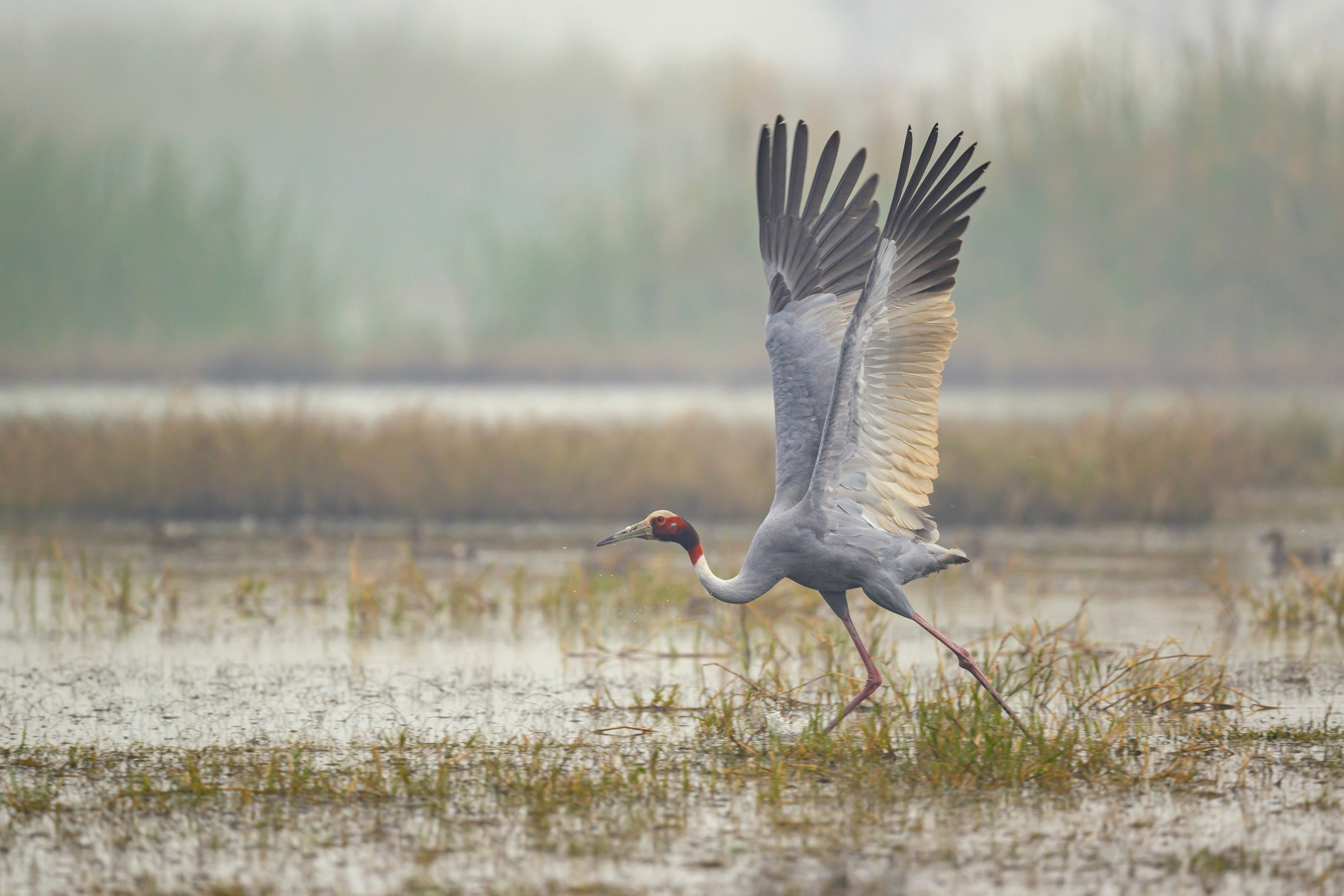 Индийский журавль. Фотограф Сергей Пупонин