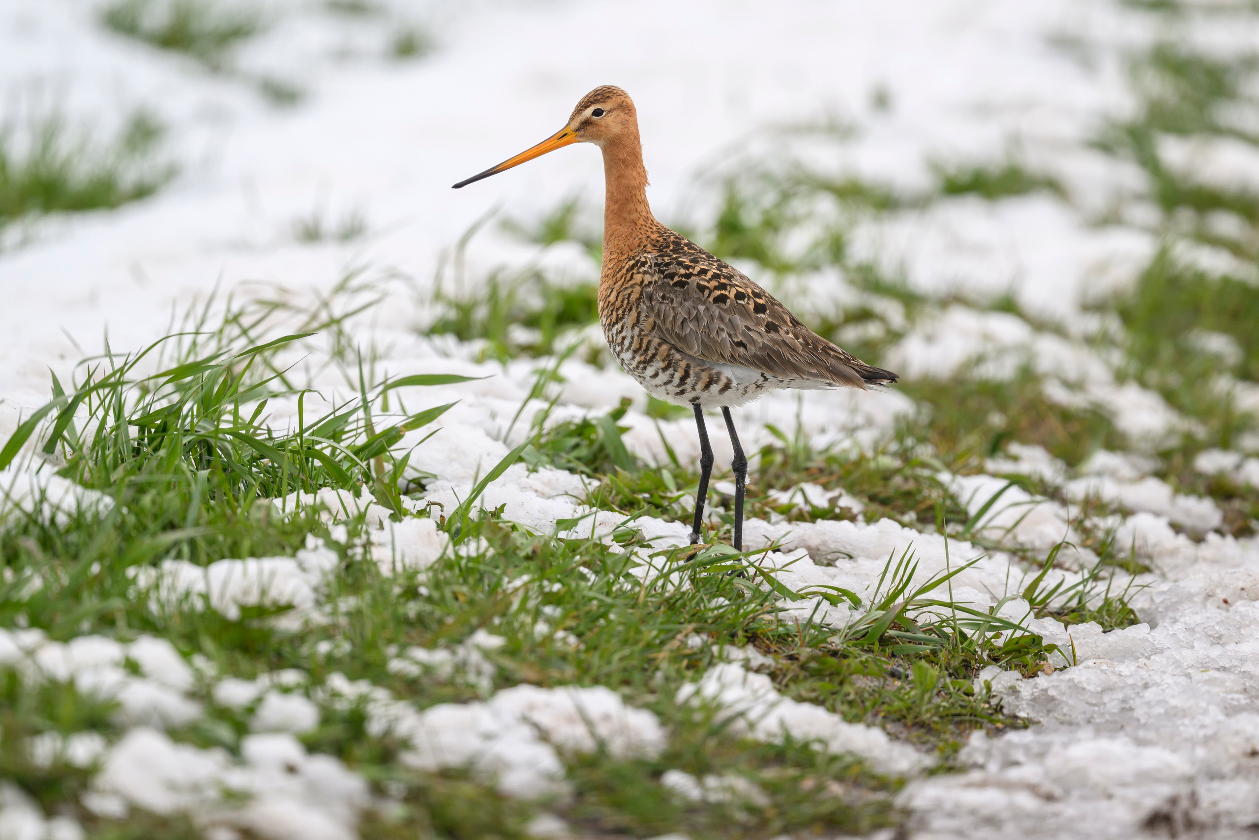 Снегопад. Фотограф Сергей Пупонин