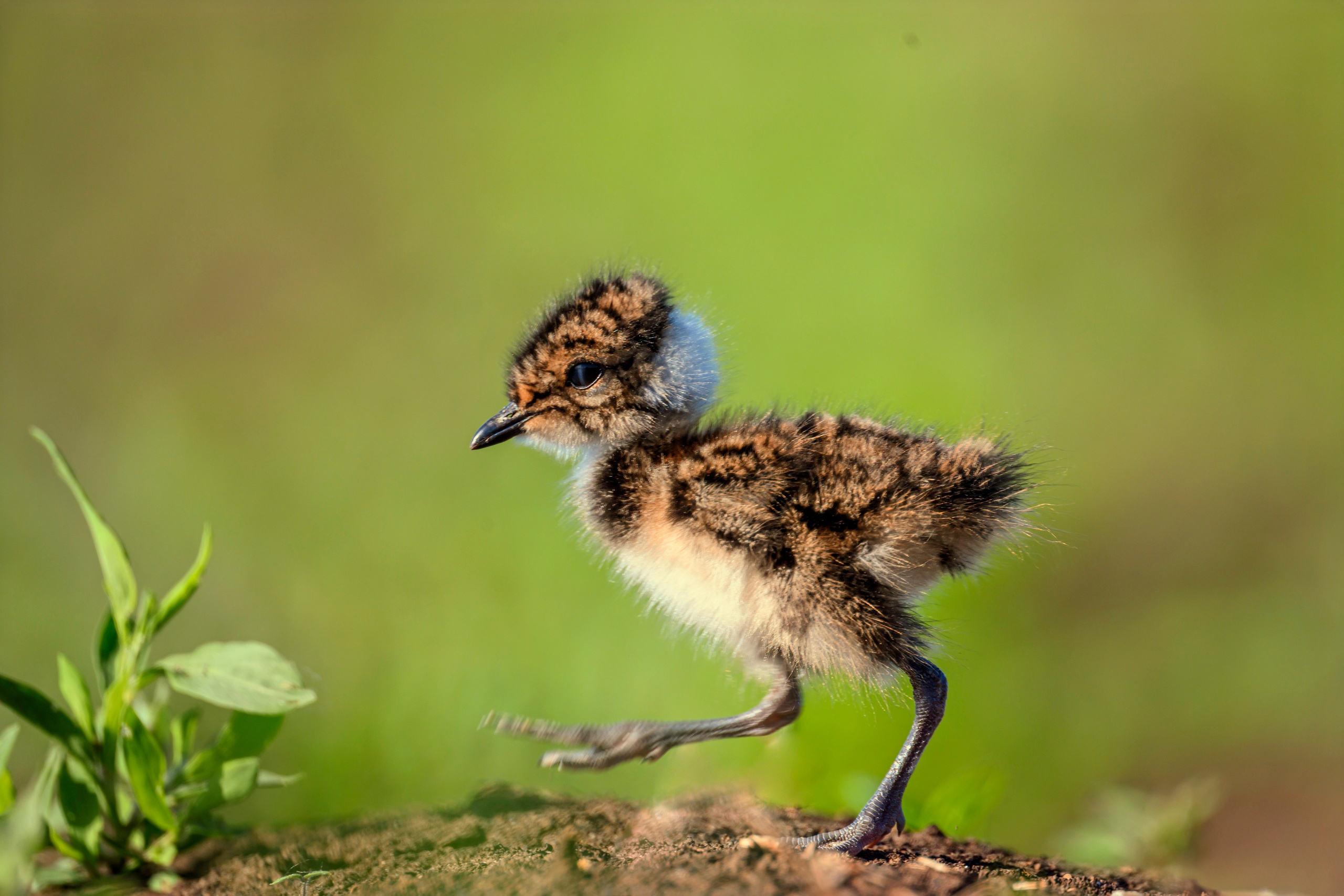 Неуловимый Джо. Коростель. Фотограф Сергей Пупонин