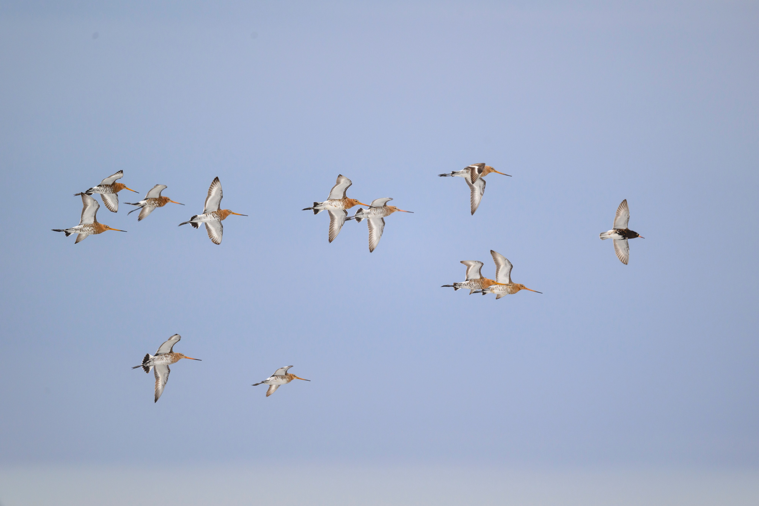 Снегопад. Фотограф Сергей Пупонин