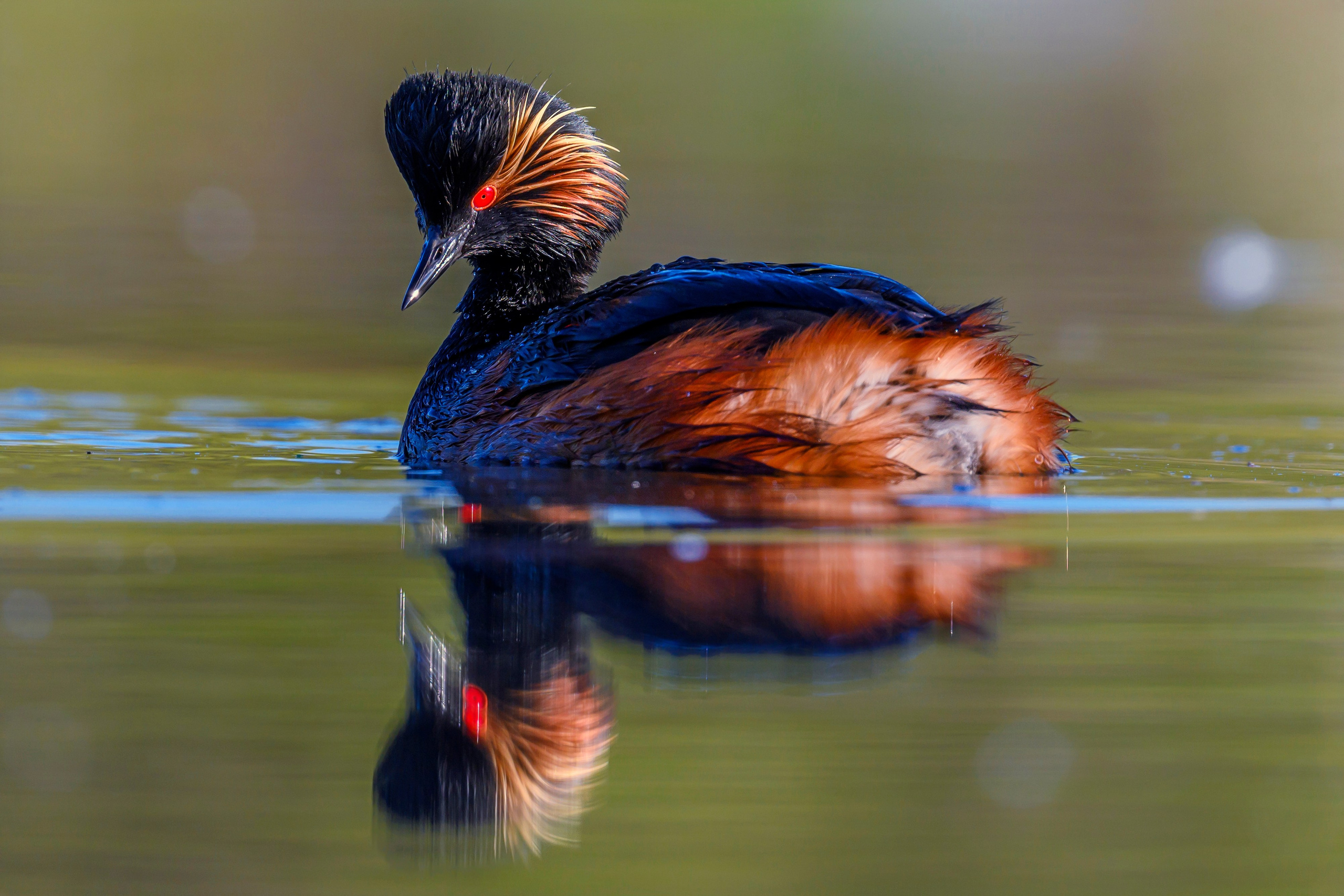 Ну как можно было назвать ее поганкой?!. Wildlife photography by Sergey Puponin