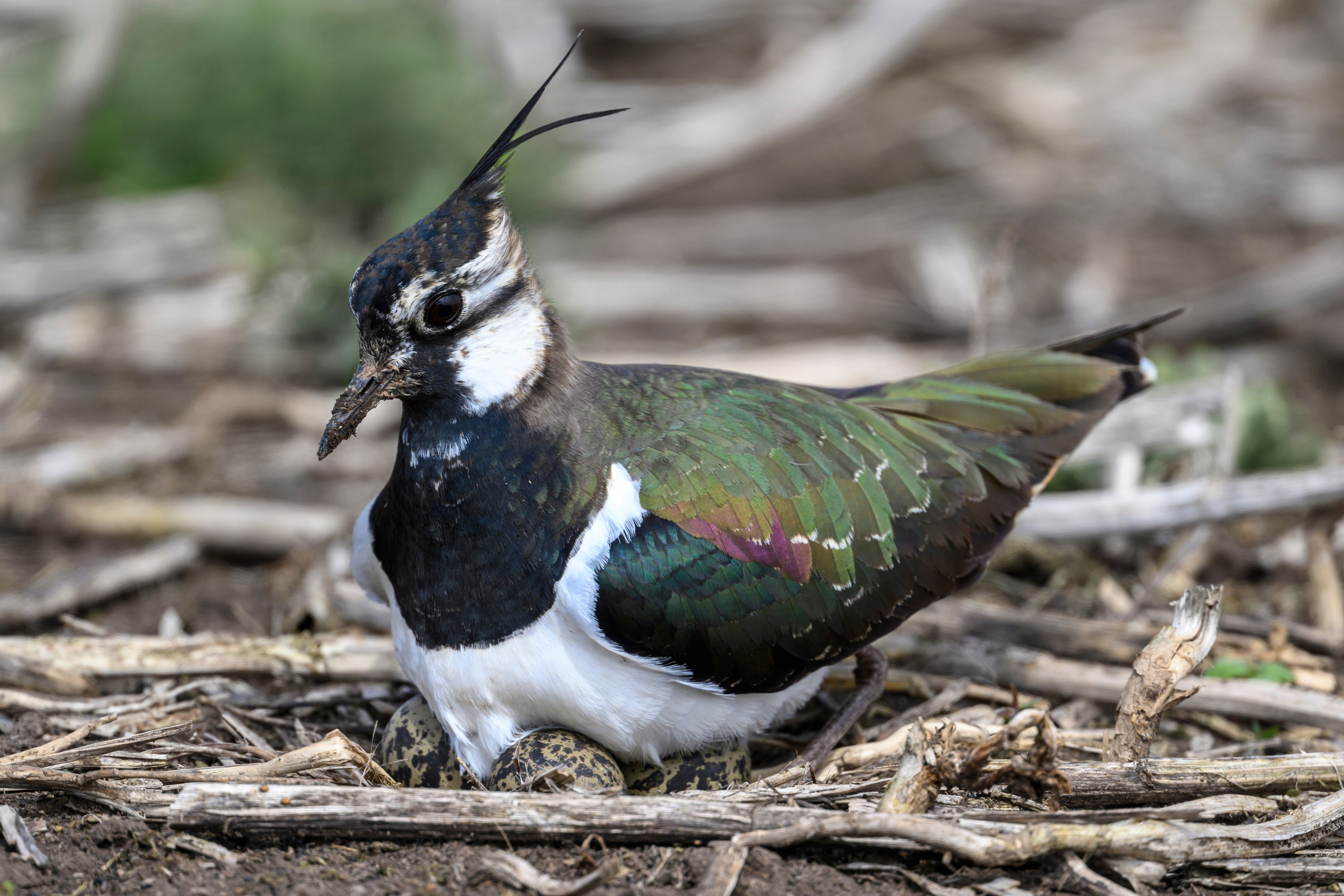 Чекан, гнезда пустельги и чибиса. Фотограф Сергей Пупонин