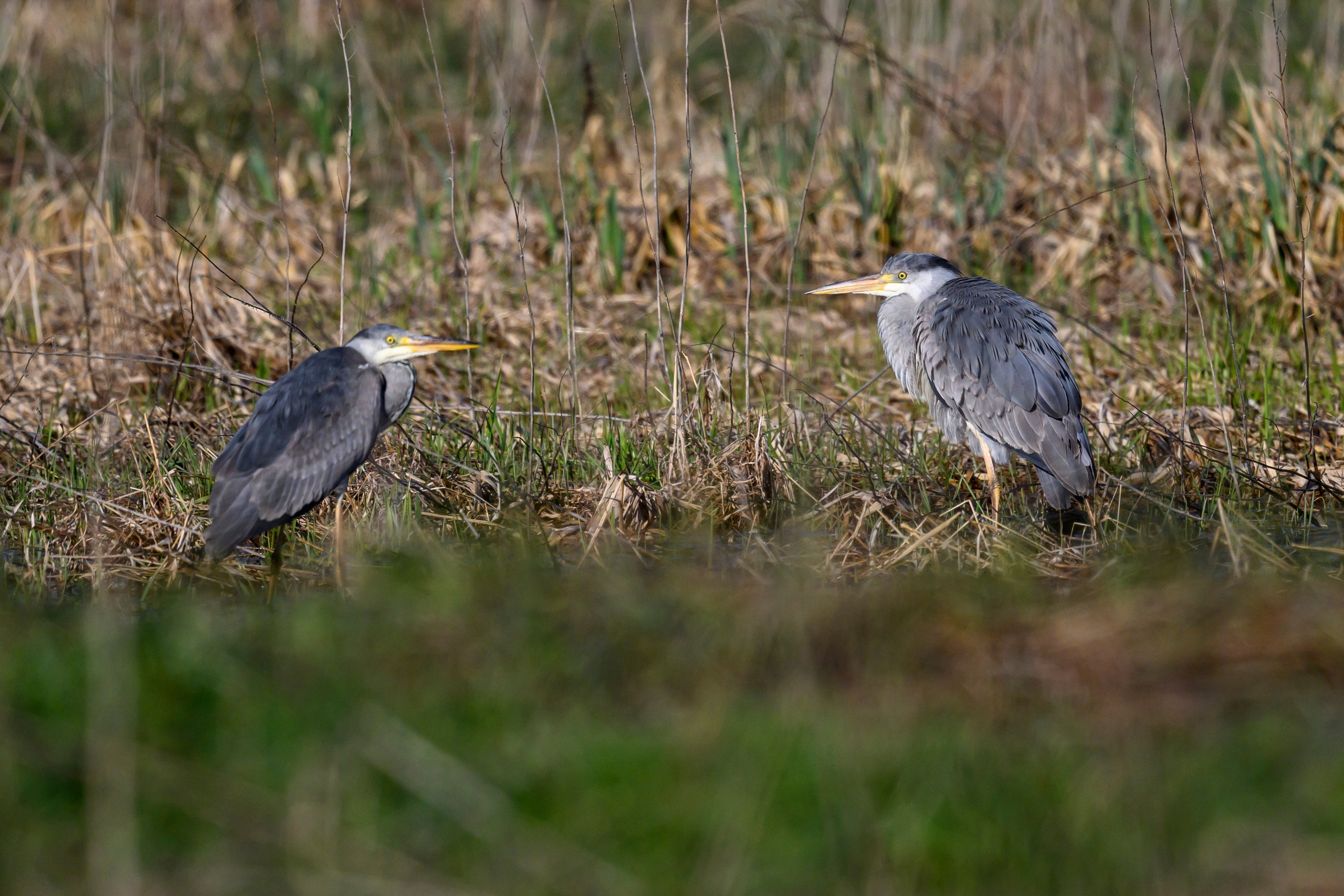 Пустельга, коршун, цапли. Фотограф Сергей Пупонин