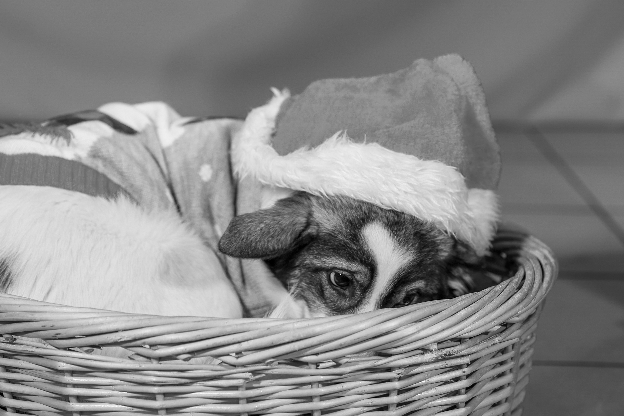 Приют четвероногий АНГЕЛ. Фотограф 📸 семейный, предметный, репортажный