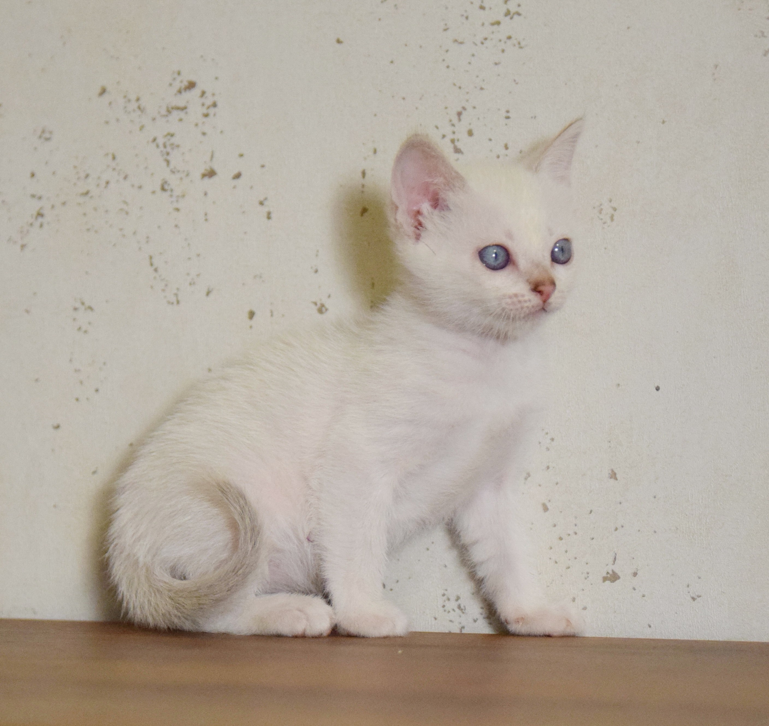 Котята. Питомник тайских кошек в Санкт-Петербурге Noyland