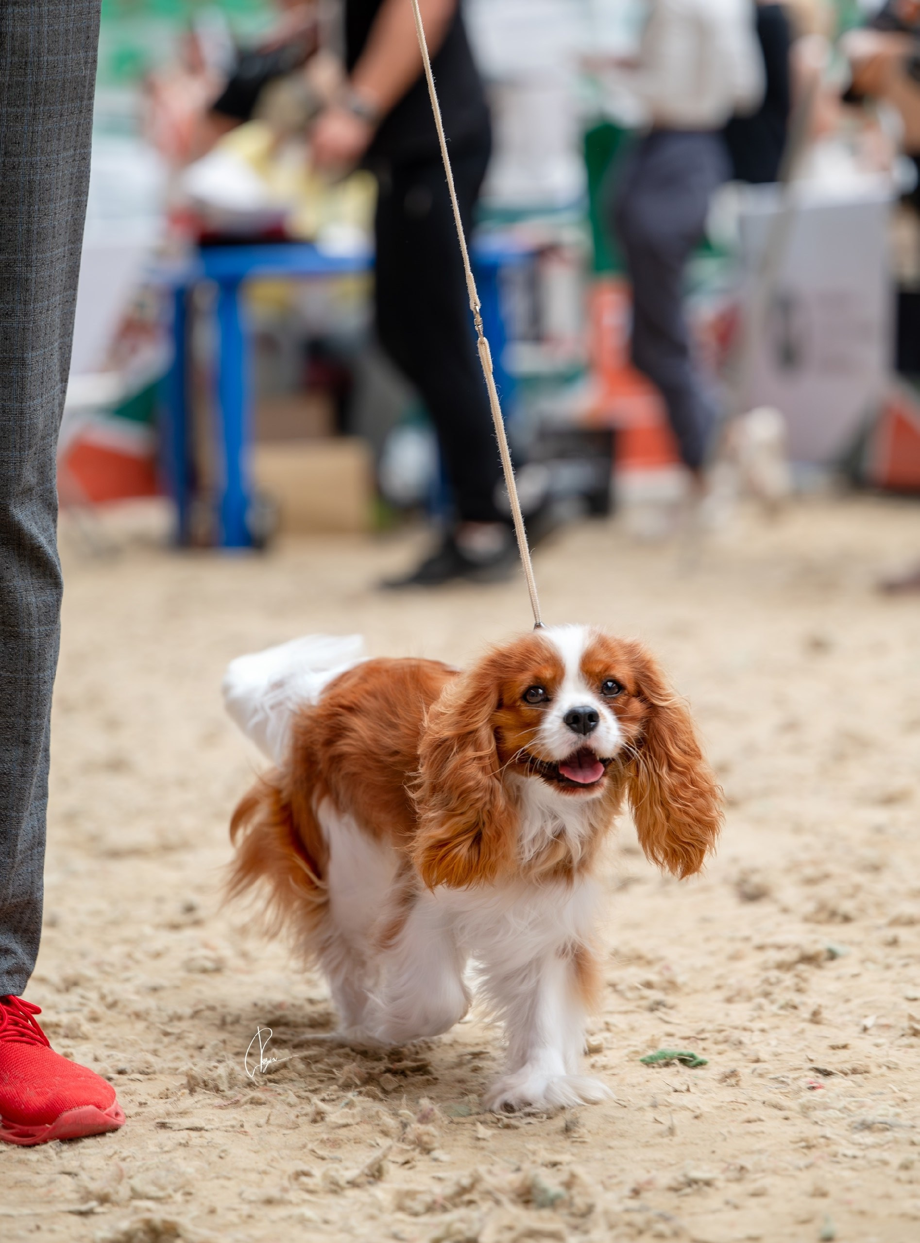 Выставки. Питомник кавалер кинг чарльз спаниелей