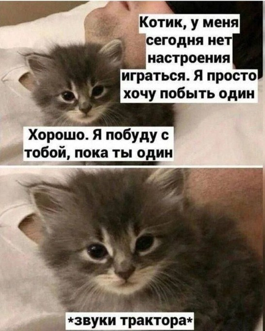 Фелинотерапия. Марина Рыбкина — Глубинная психология