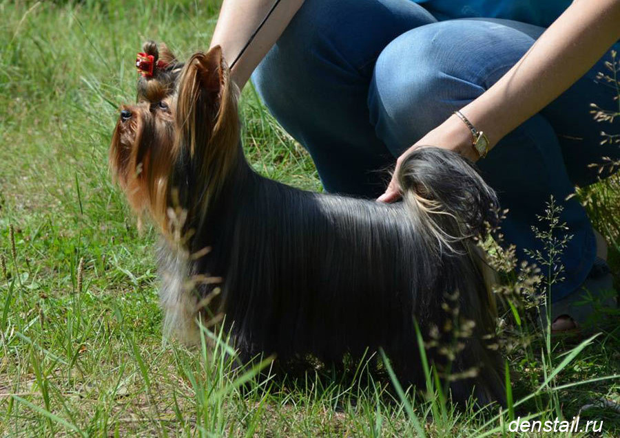 2014 г Результаты выставок. Питомник Йоркширских терьеров Дэнстайл в Санкт-Петербурге заводчик Тих