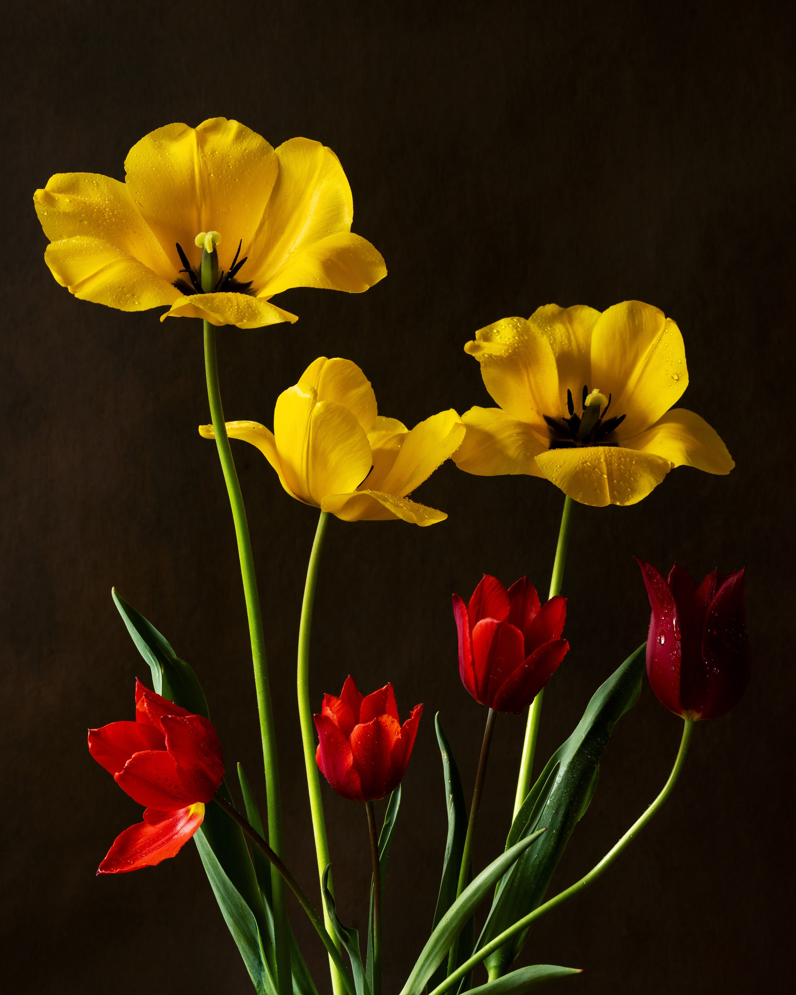 Botanical Still Lifes. Author’s fine art prints with international delivery