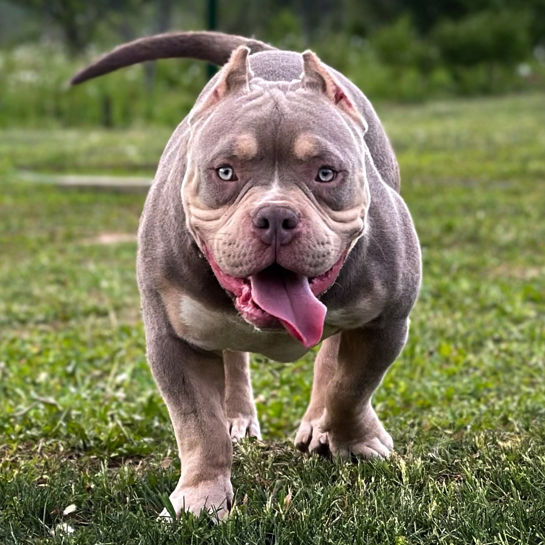 Bounty Pride Bully Tyson. Питомник американских булли Bounty Pride Bully