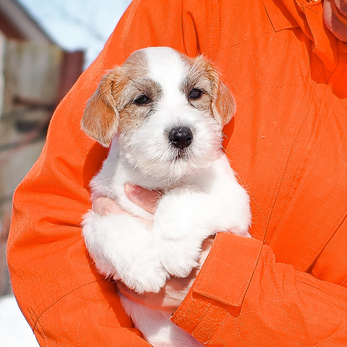 LITTER «Б» 21/12/2025. CANE MAESTRO — kennel Jack Russell Terrier