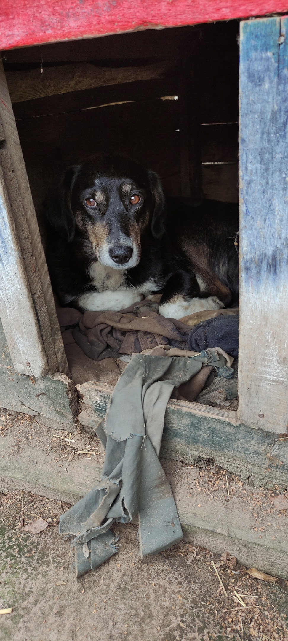ПОМОЩЬ БАБЕ ШУРЕ. НРОО КЦ "Собаковод"