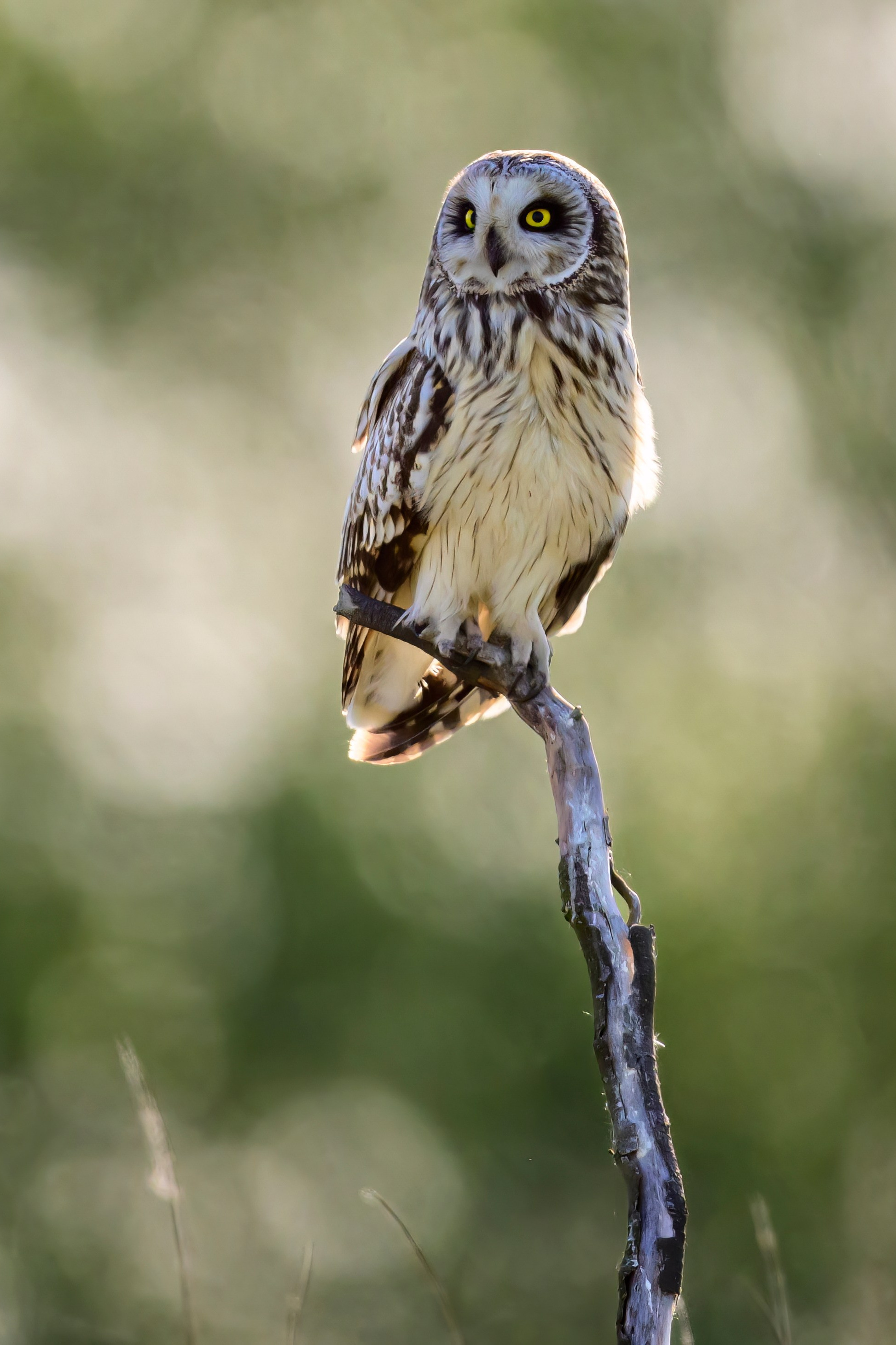 Лебеди, совы и лунь. Фотограф Сергей Пупонин