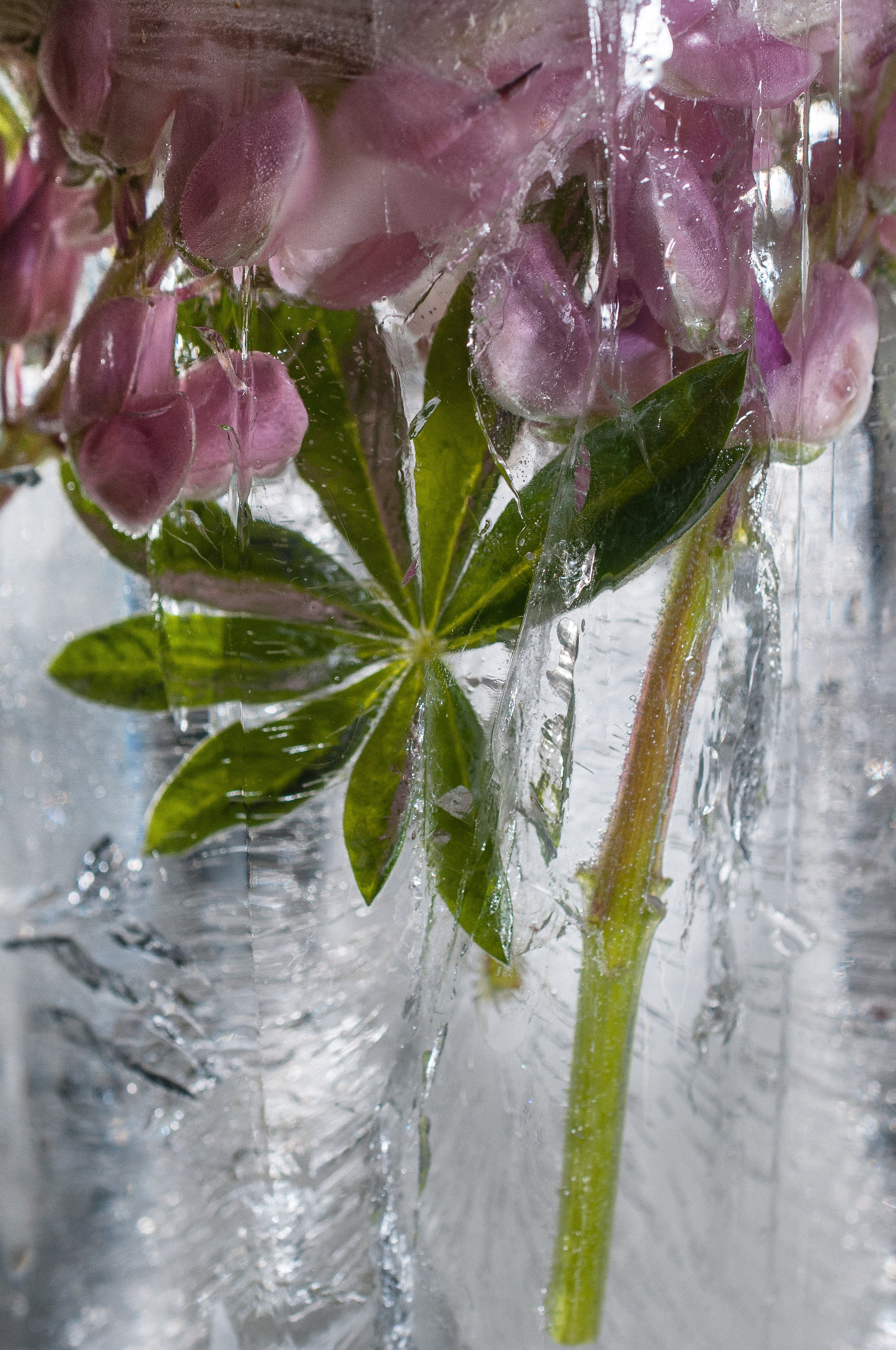 FFF — Frozen Fairy Flower. Фотограф в Санкт-Петербурге Анна Гончар