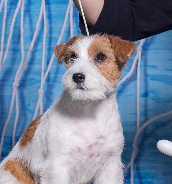 Маргарита. Представительница итальянский линий. Жесткошерстный джек рассел терьер.