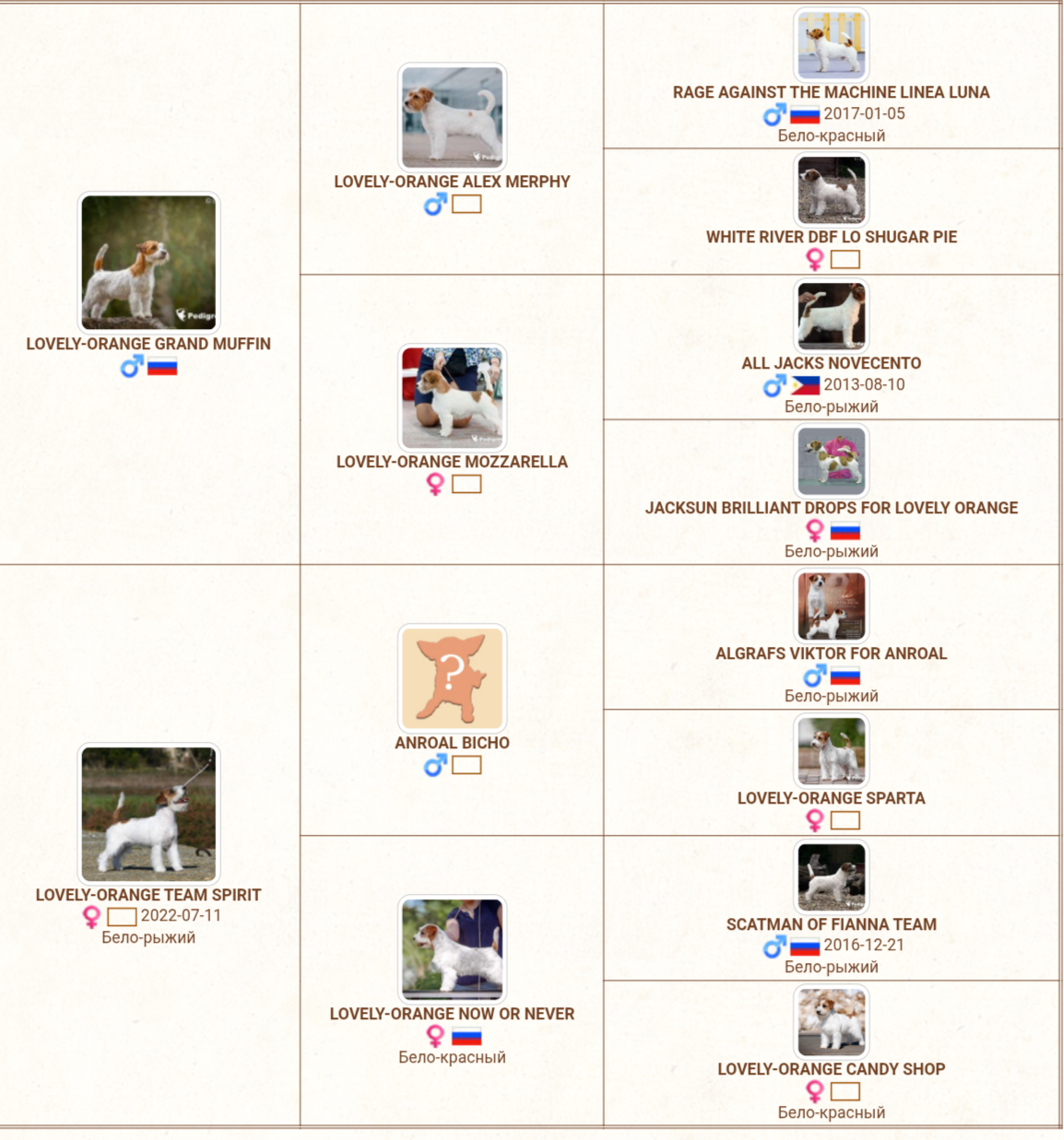 LITTER «M» 11.12.2025. Lovely Orange kennel Jack Russell Terrier FCI/RKF