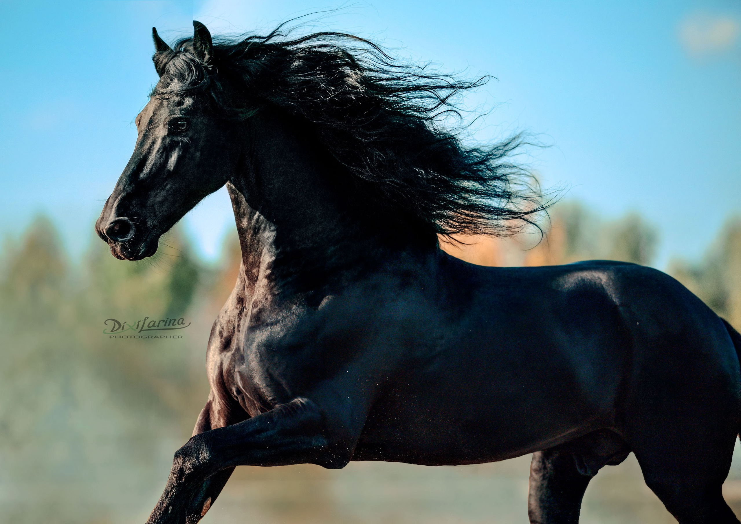 Friesian Alliance. Фризы Росиии