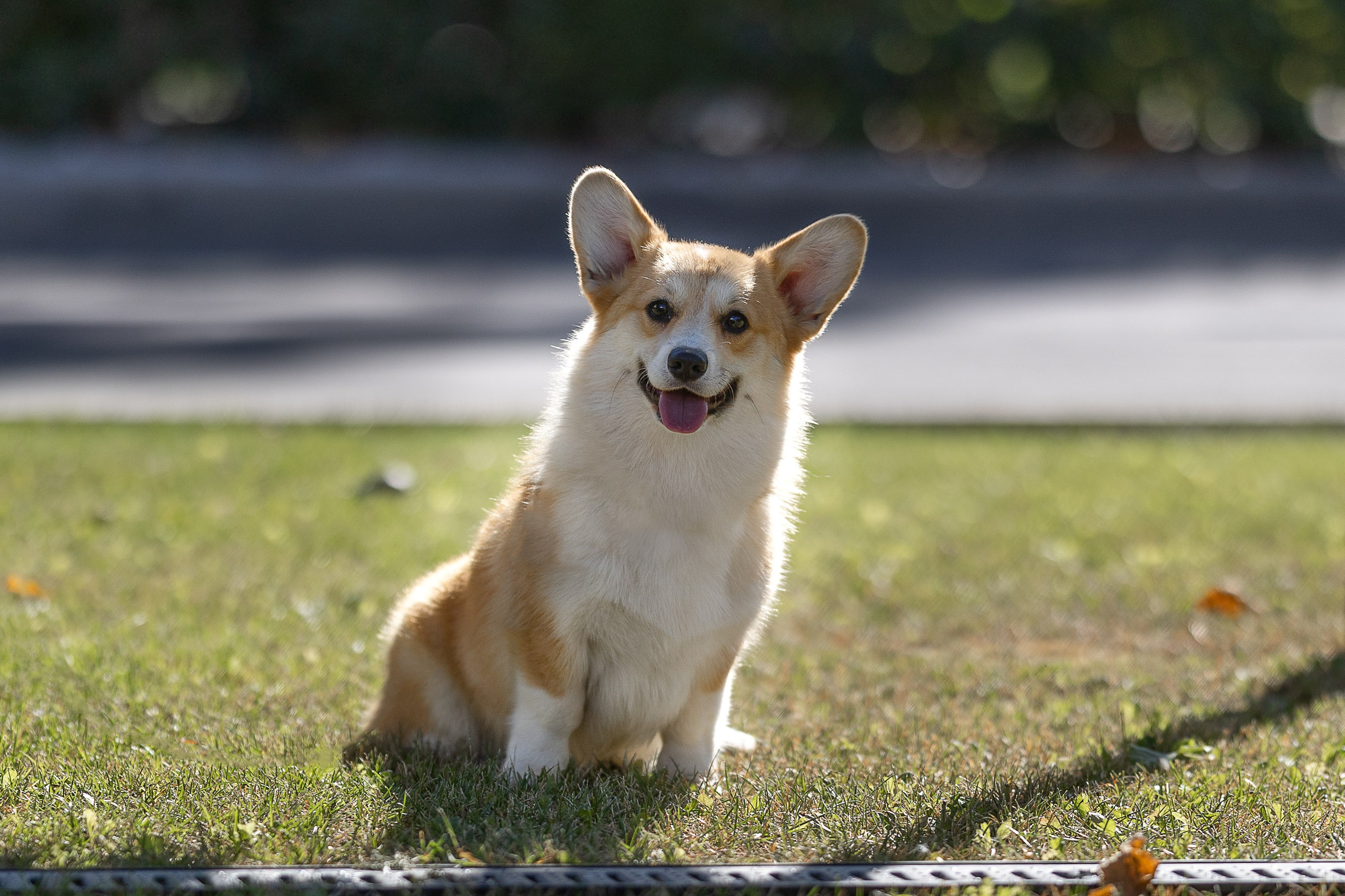 Вельш корги пемброк. Купить щенка Вельш-корги-кардиган в семейном питомнике — Ice Fantasy