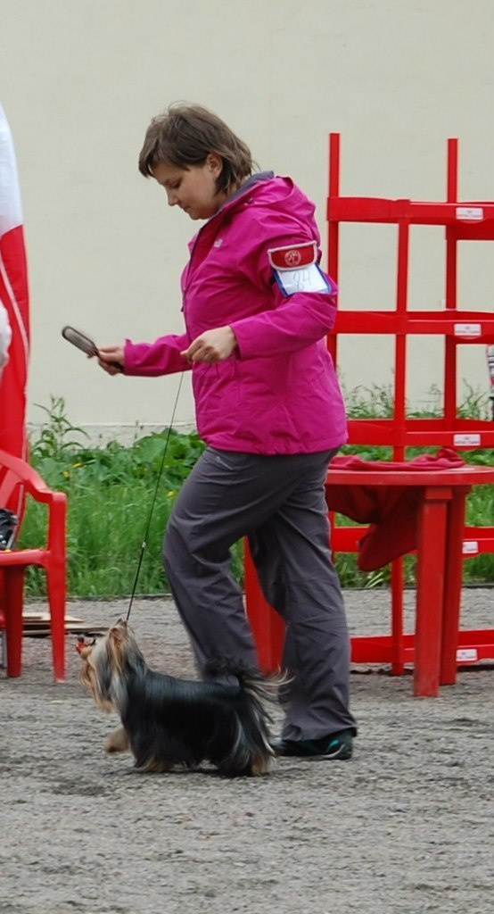 Дэнстайл Урс Кристиан. Питомник Йоркширских терьеров Дэнстайл в Санкт-Петербурге заводчик Тих