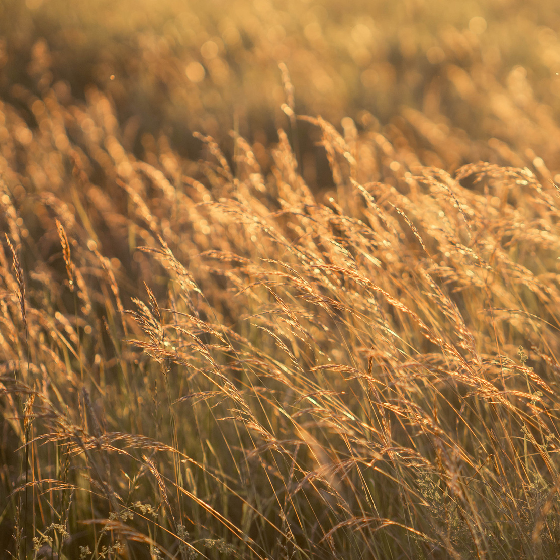 Цена фотосъёмки, стоимость фотосессии. Детский и семейный фотограф в Твери Ольга Крестьянинова