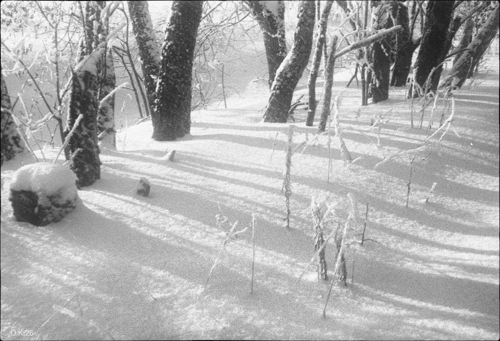 снимок на камеру Mimosa 2 