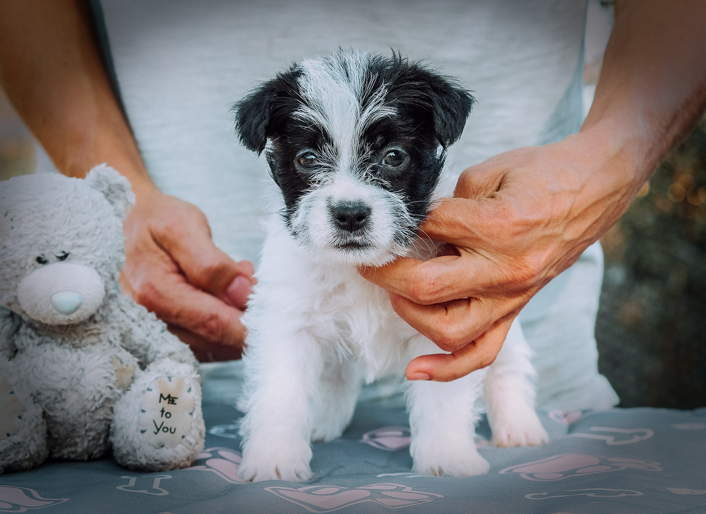 LITTER «Х» 03/08/2024. CANE MAESTRO — kennel Jack Russell Terrier