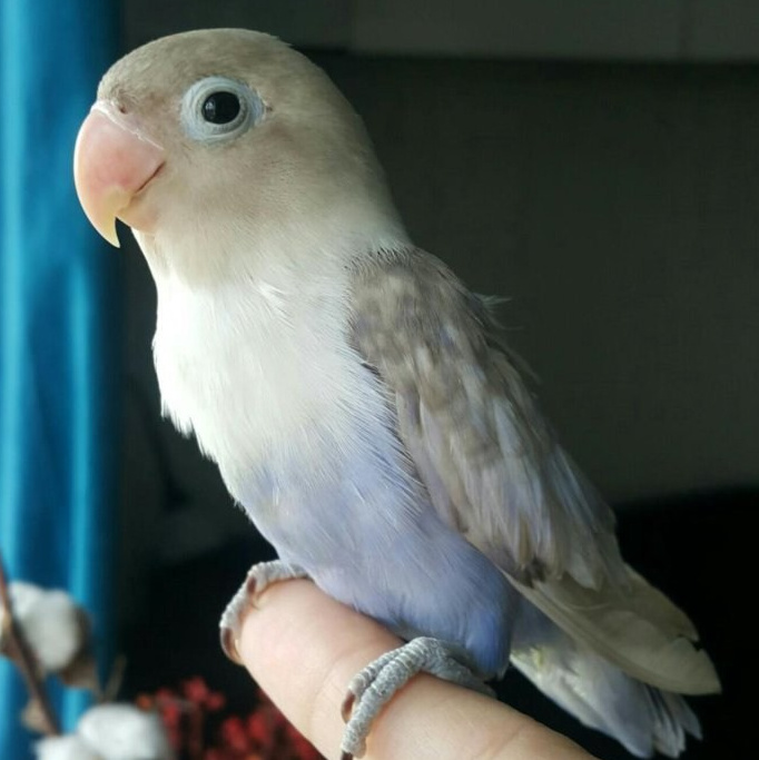 Белый неразлучник с бойким характером в зоопарке Лесная Братва