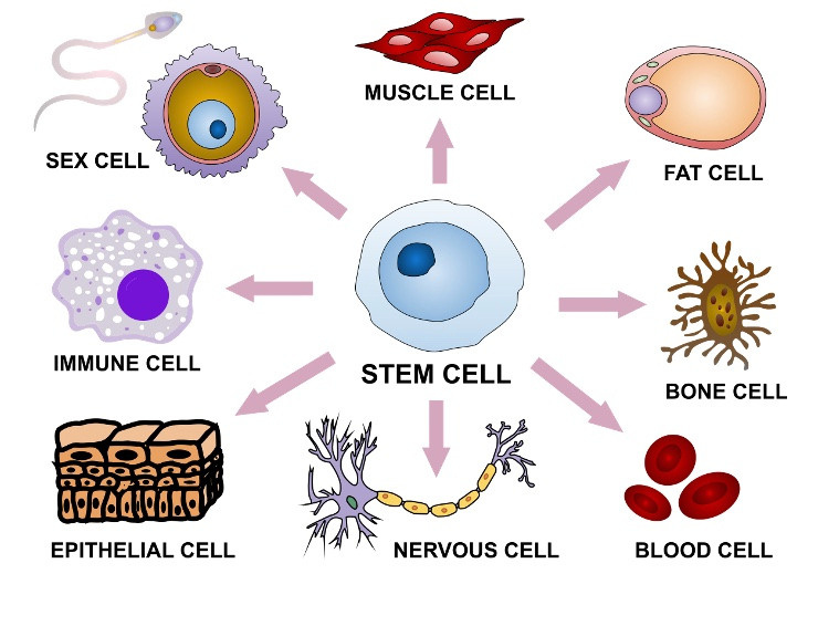 Клеточное мясо. Главная