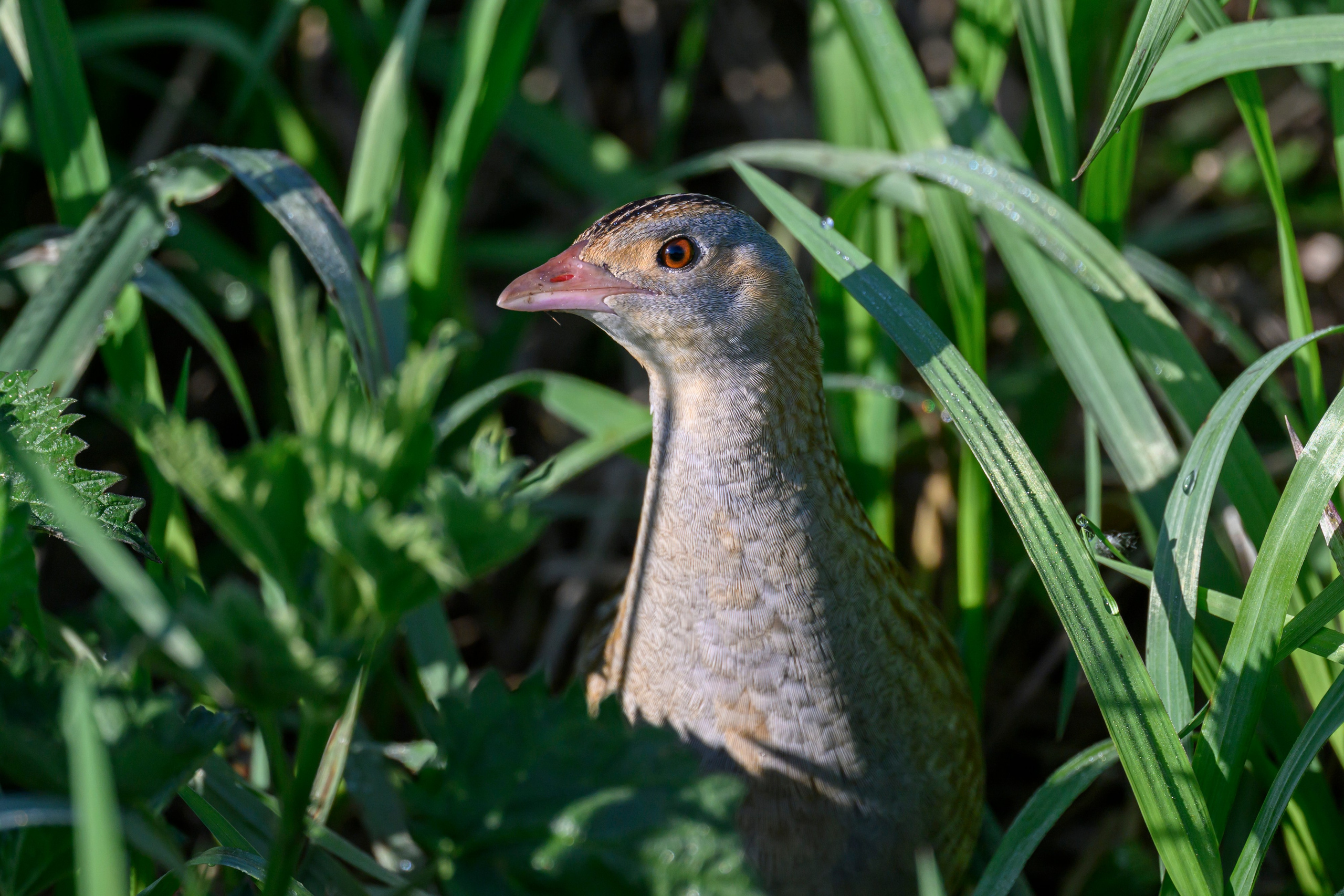 Коростель. Видеозарисовка. Wildlife photography by Sergey Puponin