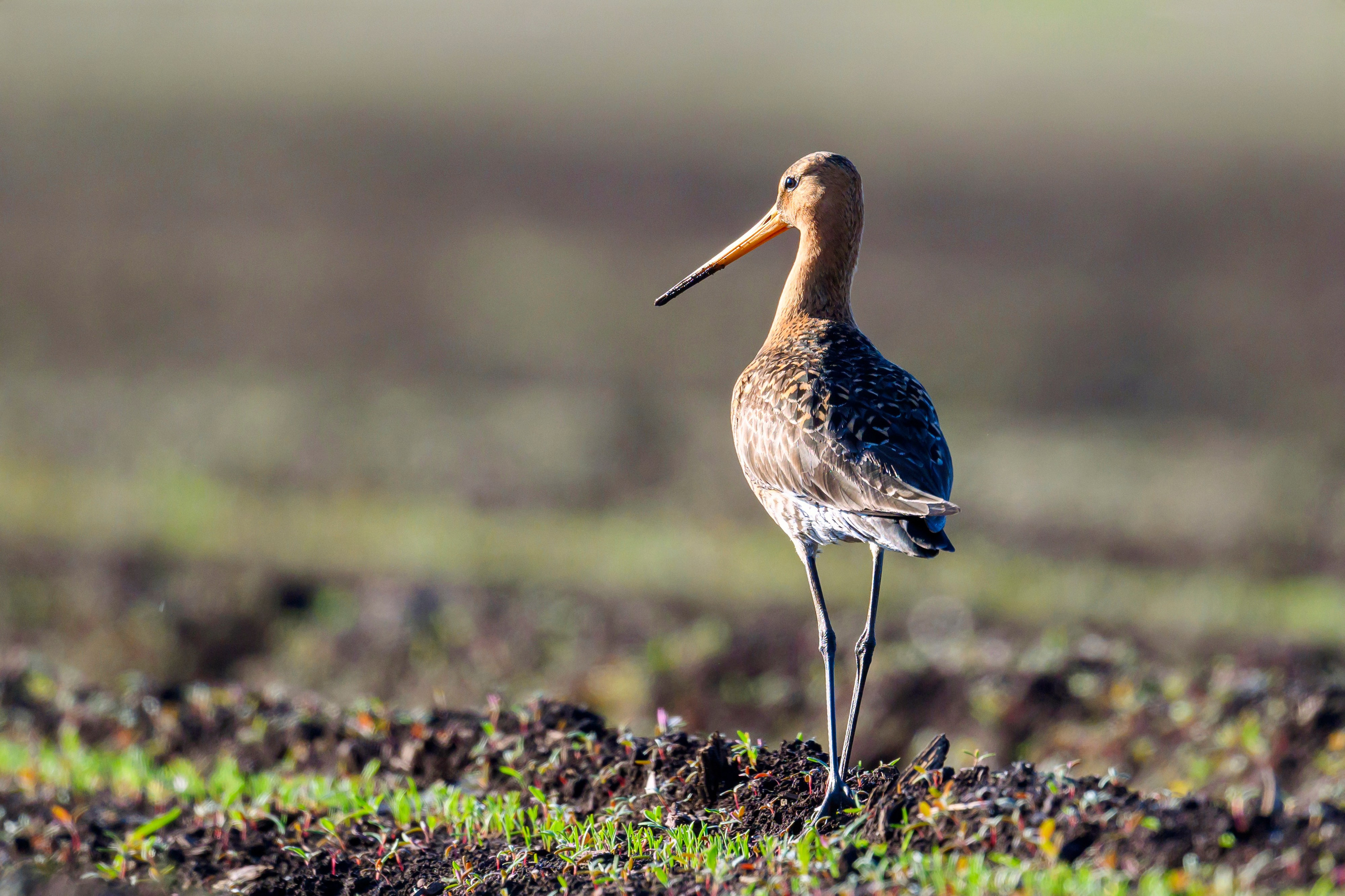 Веретенник и славка. Wildlife photography by Sergey Puponin