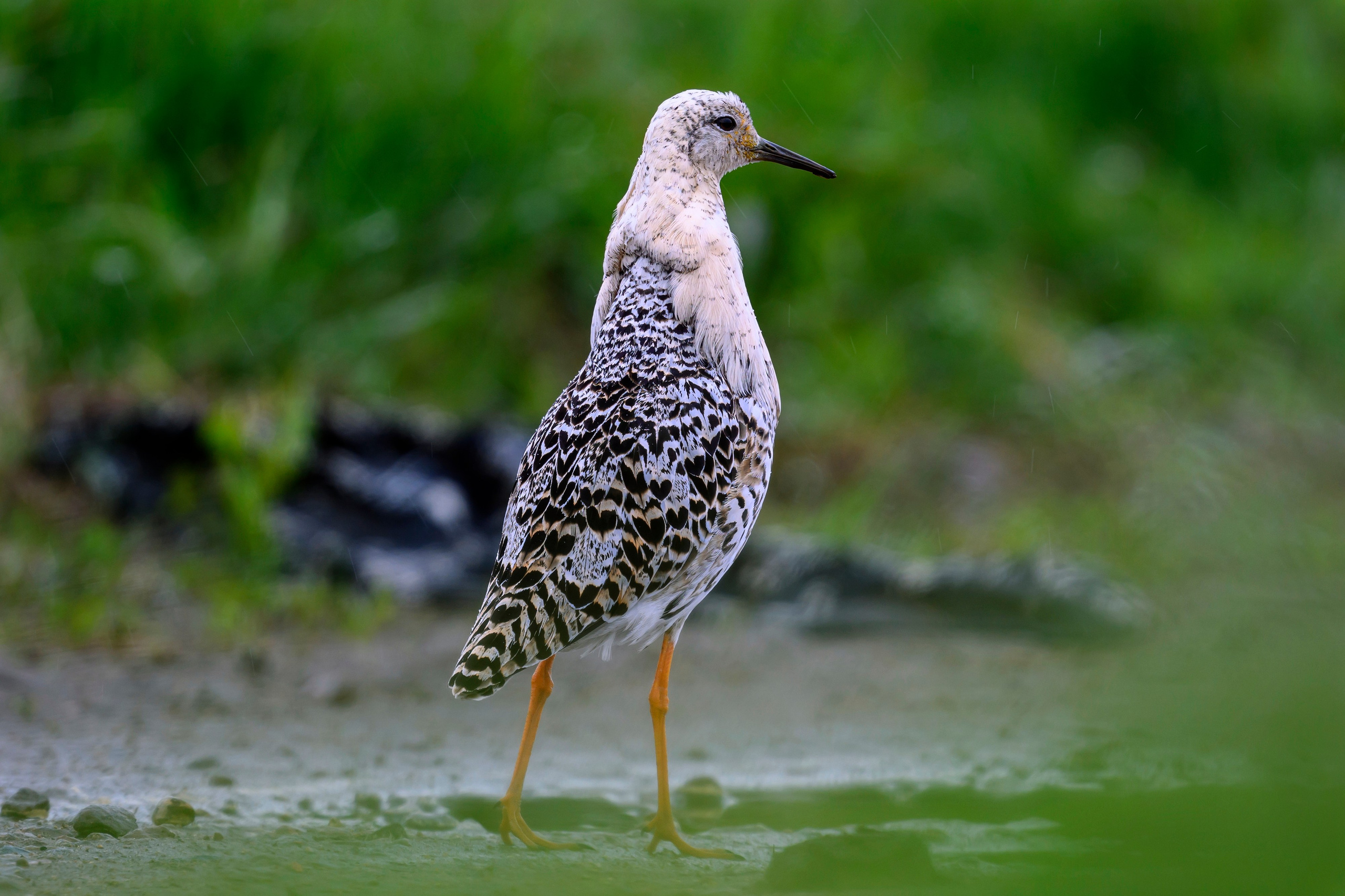 Турухтан. Фотограф Сергей Пупонин
