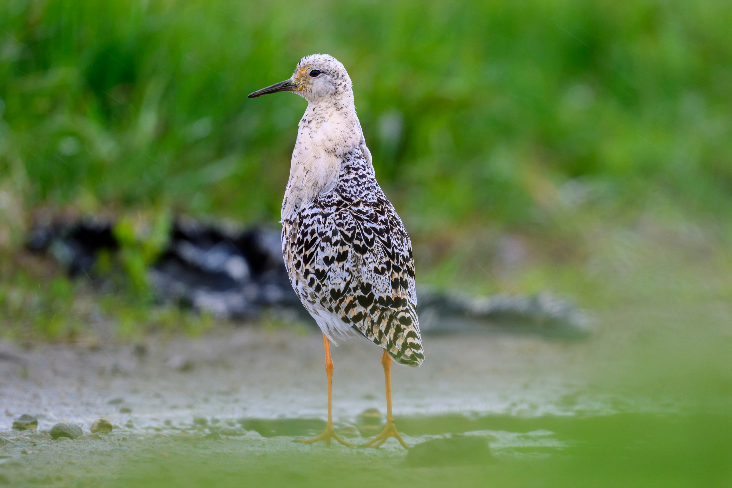 Турухтан. Фотограф Сергей Пупонин