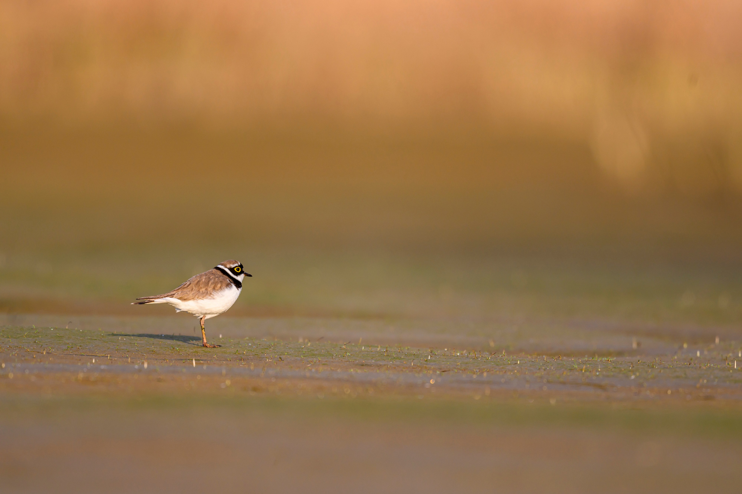 Солнце вышло, зуёк подошел к воде, кнопка ждет…. Wildlife photography by Sergey Puponin