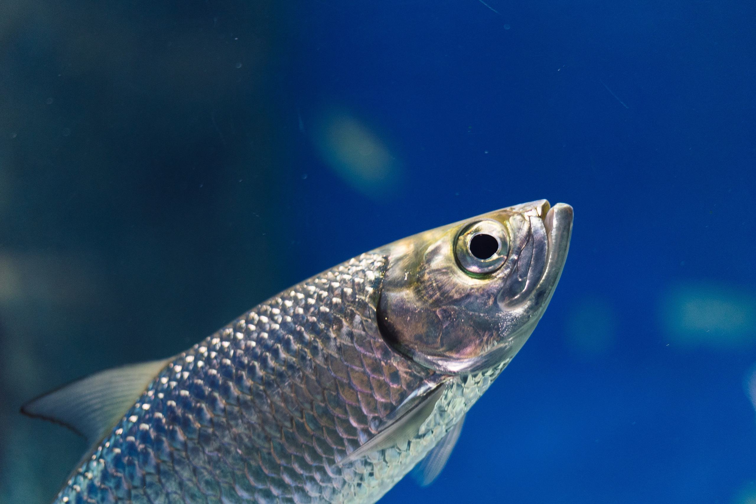 Как мы ездили в океанариум. Галина Шарапова Детский и семейный фотограф Москва