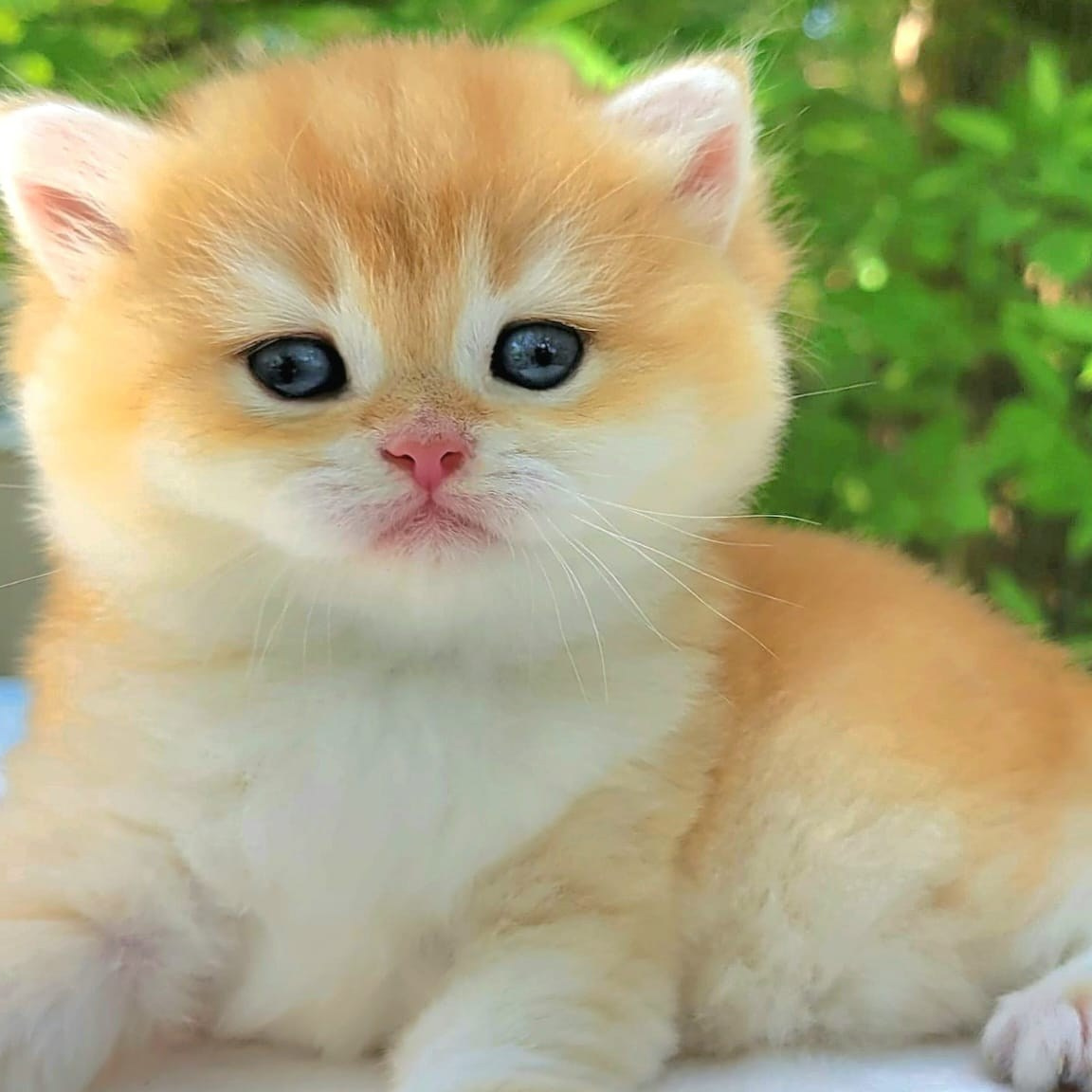 About us. British shorhair Cats