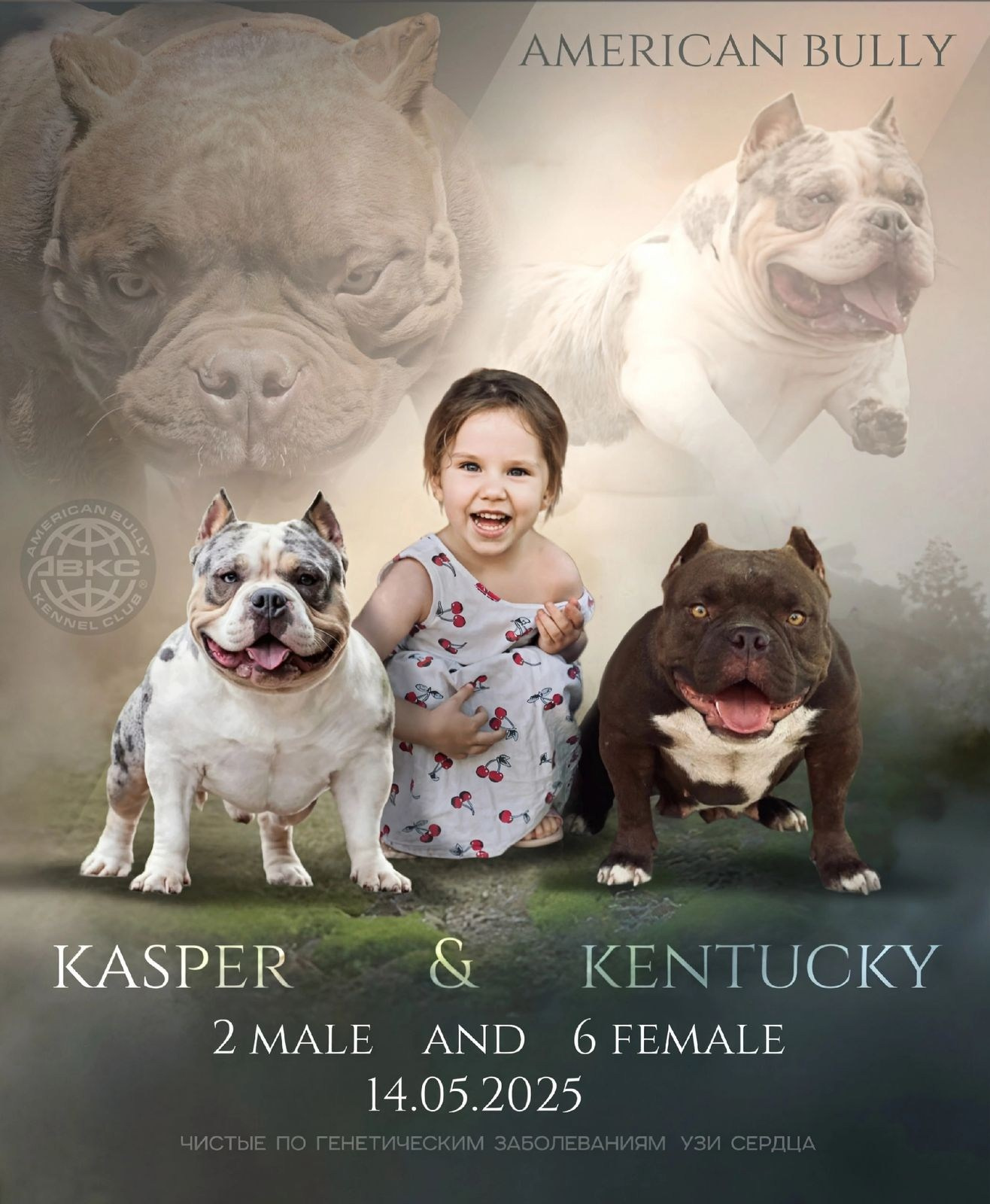 Щенки Американский Булли. Американский Булли в г. Ростов-на-Дону. Питомник THE POWER OF SIBERIA