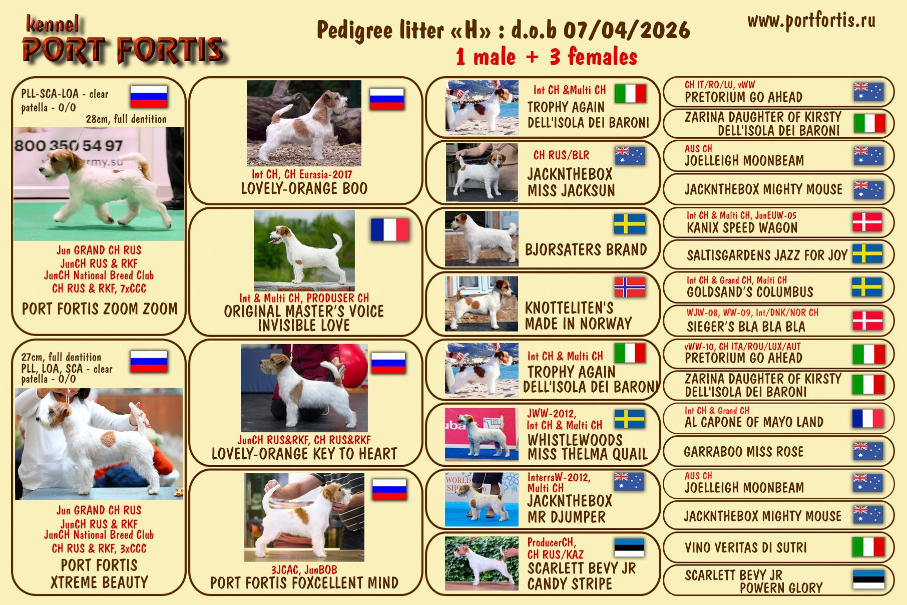 питомник порт фортис, kennel port fortis, джек рассел терьер, питомник джек рассел терьеров, kennel Jack russell terrier, щенки джек рассел терьера, купить щенка