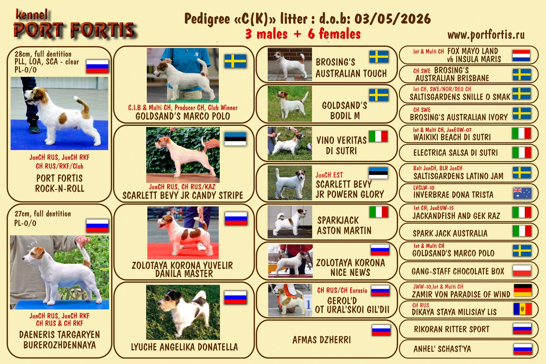 питомник порт фортис, kennel port fortis, джек рассел терьер, питомник джек рассел терьеров, kennel Jack russell terrier, щенки джек рассел терьера, купить щенка, тараськины бурундуки