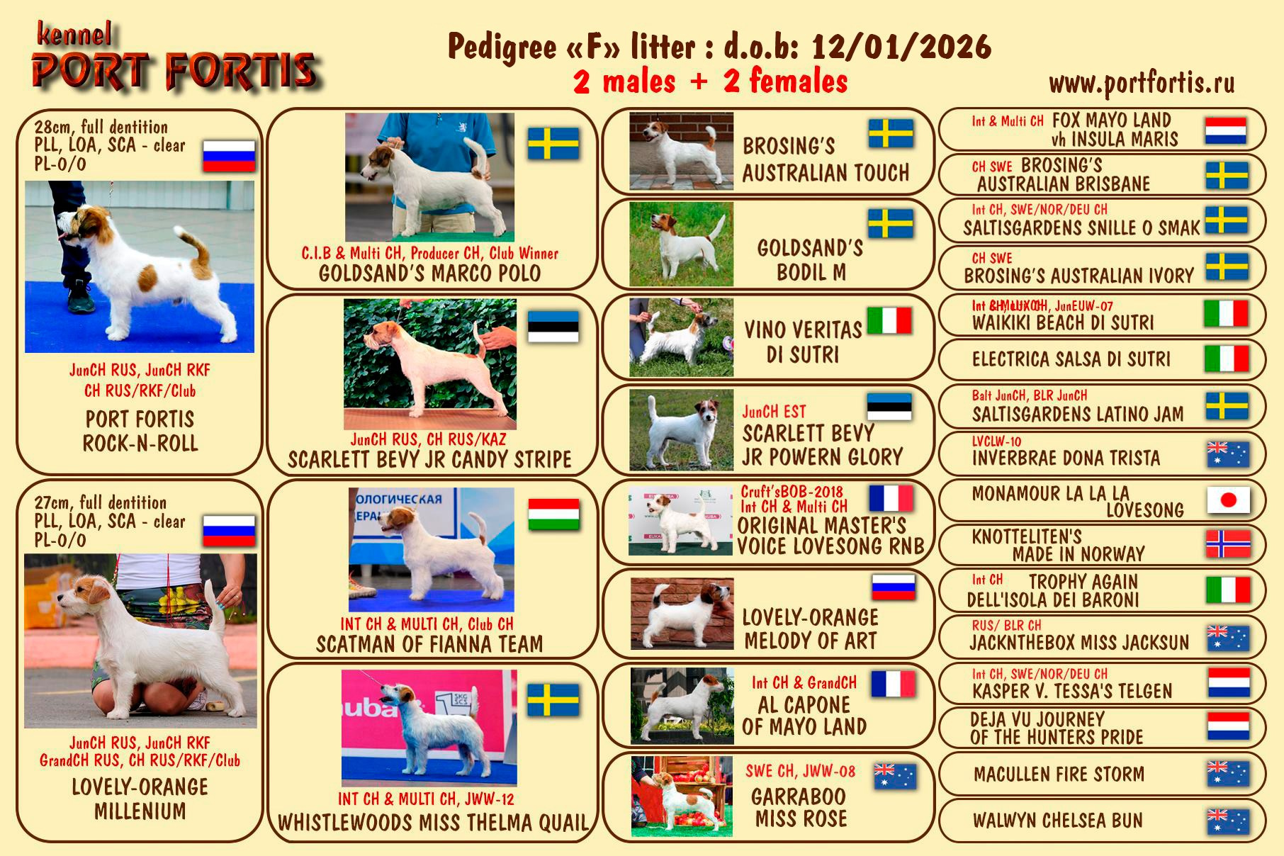 питомник порт фортис, kennel port fortis, джек рассел терьер, питомник джек рассел терьеров, kennel Jack russell terrier, щенки джек рассел терьера, купить щенка, тараськины бурундуки