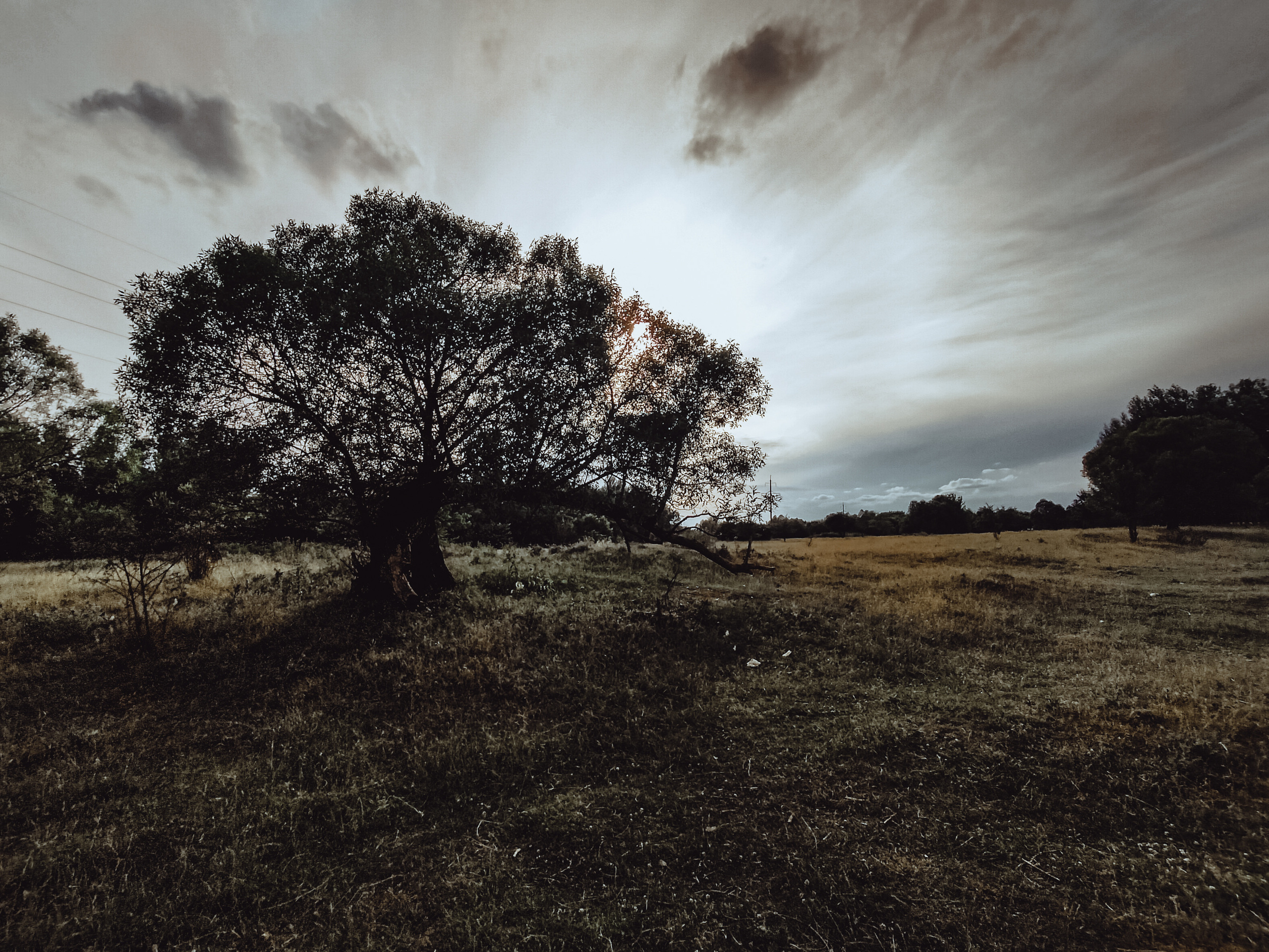 Овцы без электроандроидов. Фотограф Старый Оскол Мавлыга Мария