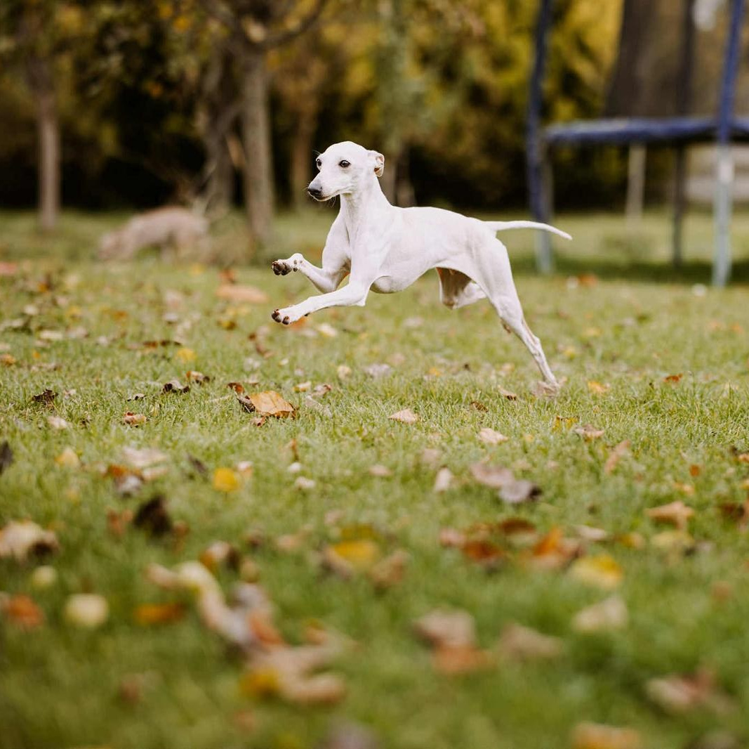 Отзывы от наших любимых владельцев. Профессиональный питомник левреток РКФ/FCI ASTI SAPPHIRE 💎 Сочи|Санкт-Петербург