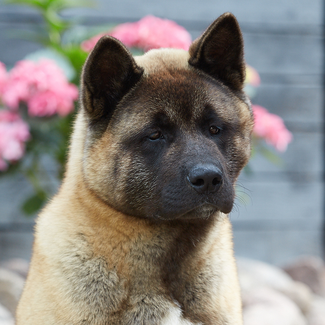 Щенки американская акита RUBYLIGHT питомник Санкт-Петербург