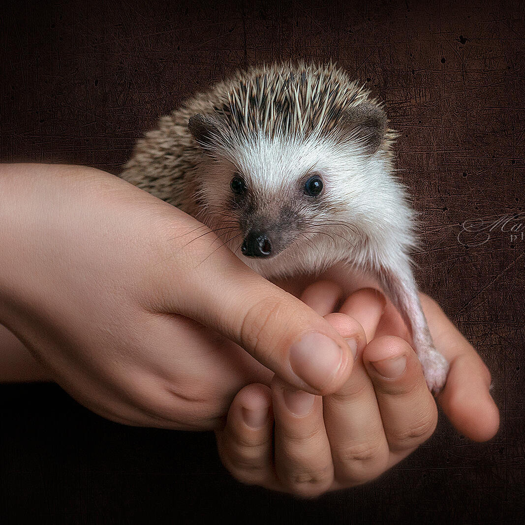 Ваш личный фотограф Марина Волкова