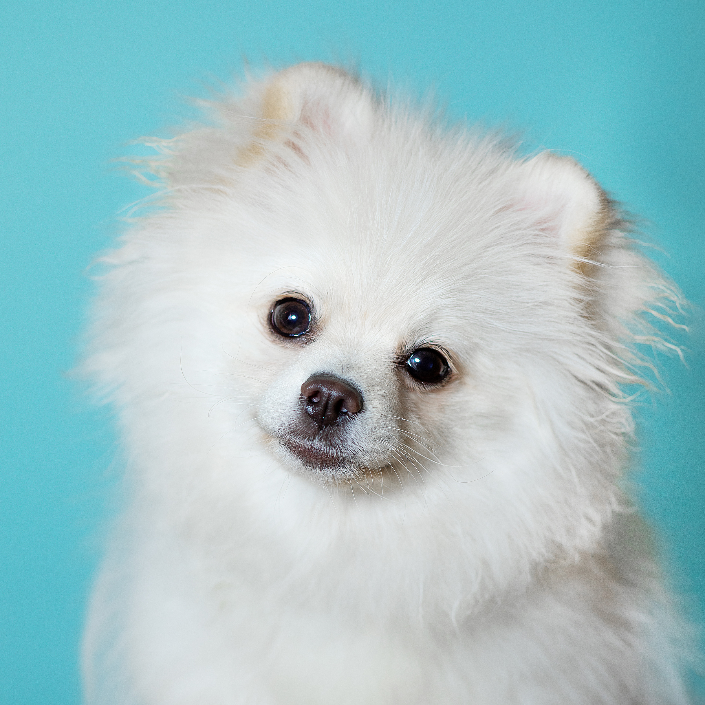 Фотосессия питомцев, шпиц, фотограф Анна Лебедева