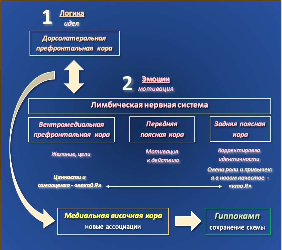 Проекция: воплощение мыслей в реальности. Взгляд нейронауки. Гид и фотограф в Валенсии Новиков Михаил