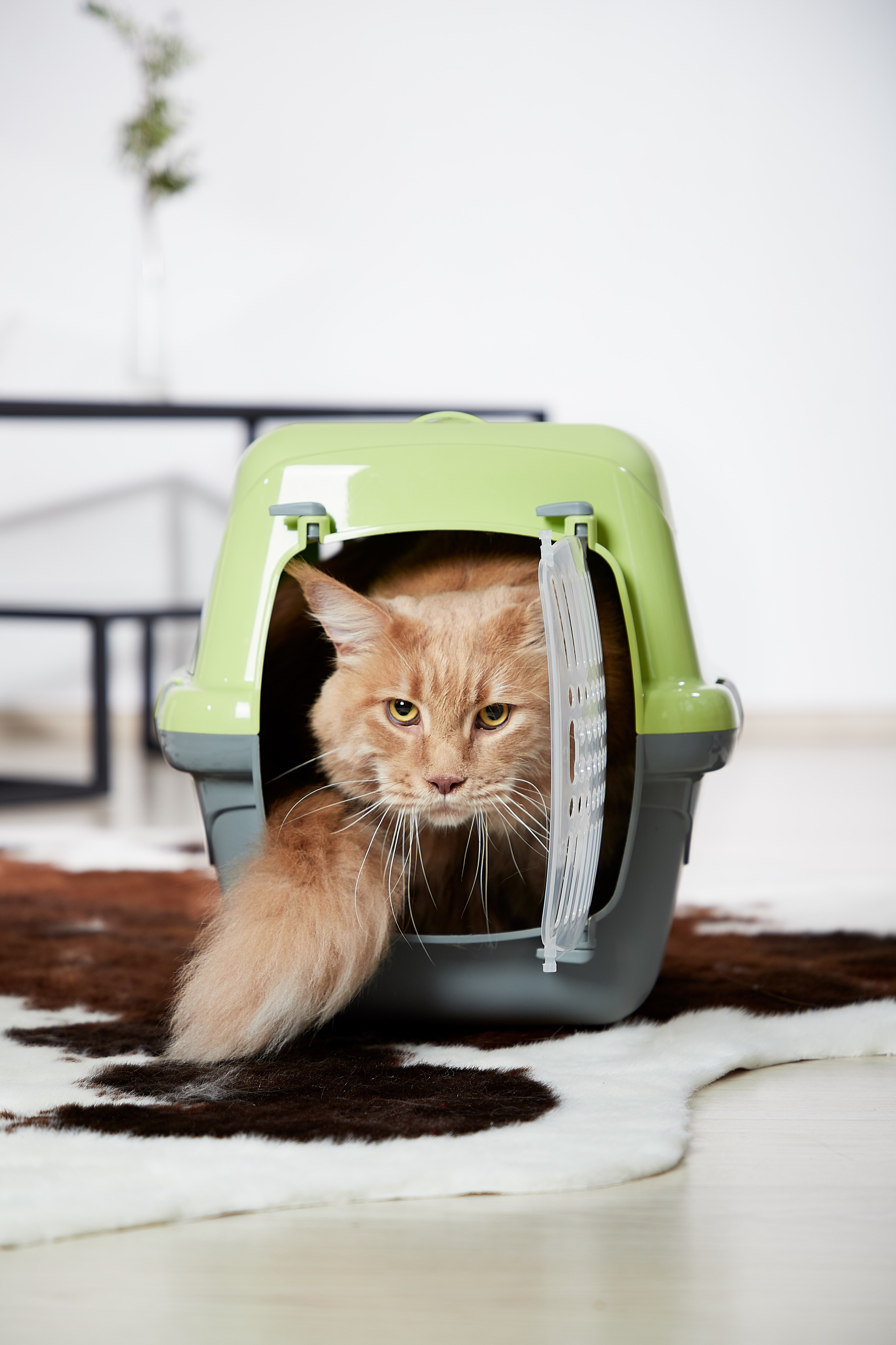 Снежана Чернега фотограф